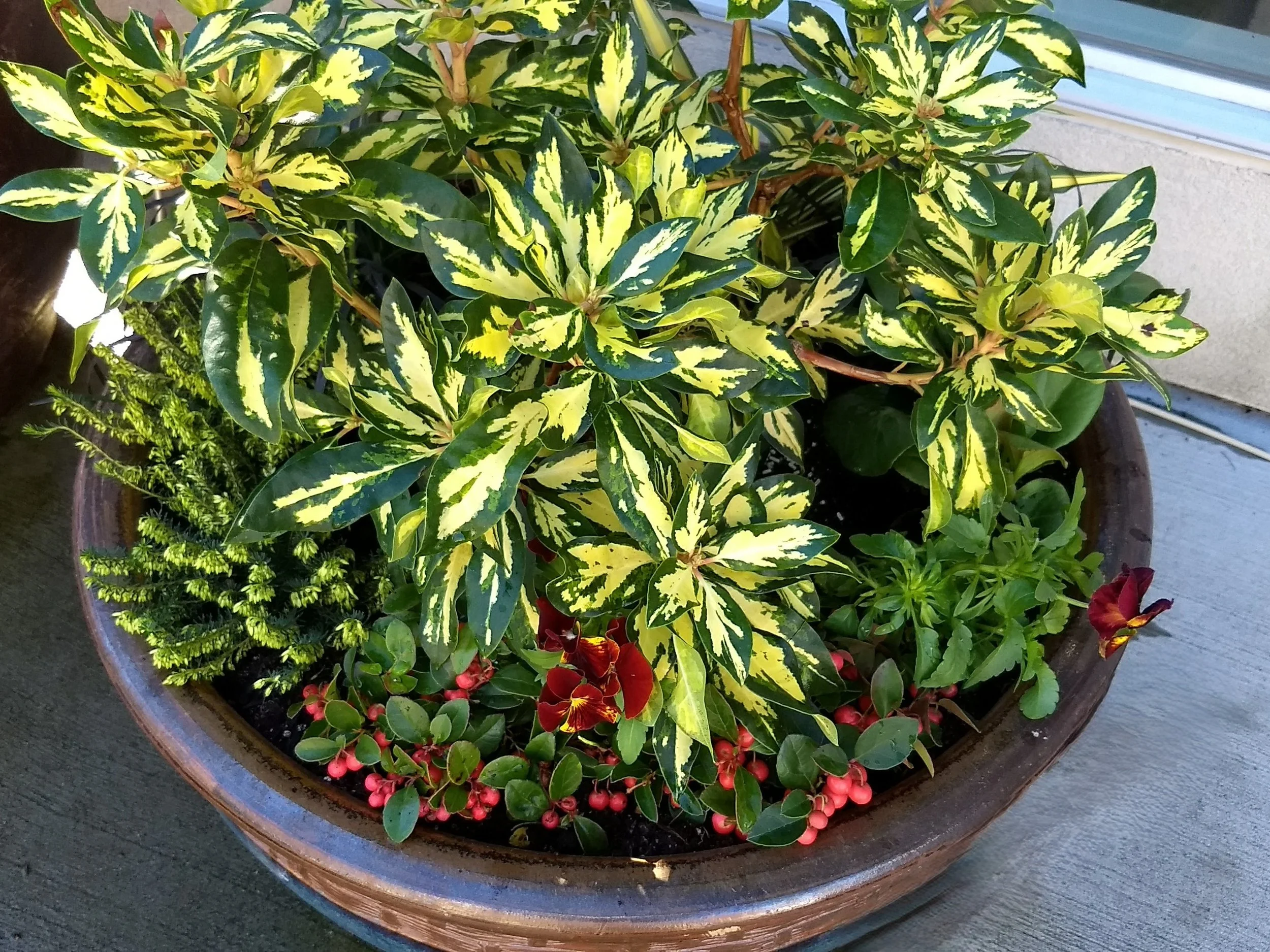Rhododendron Blattgold with gold and green variegated foliage taking center state in fall contianer planting alongside Solar Flare pansies and evergreen wintergreen