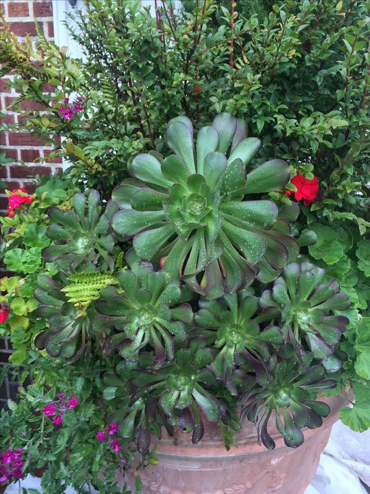 Potted succulent plant with thick, green, fleshy leaves arranged in a rosette, surrounded by various flowering plants and green foliage, outdoor garden setting.