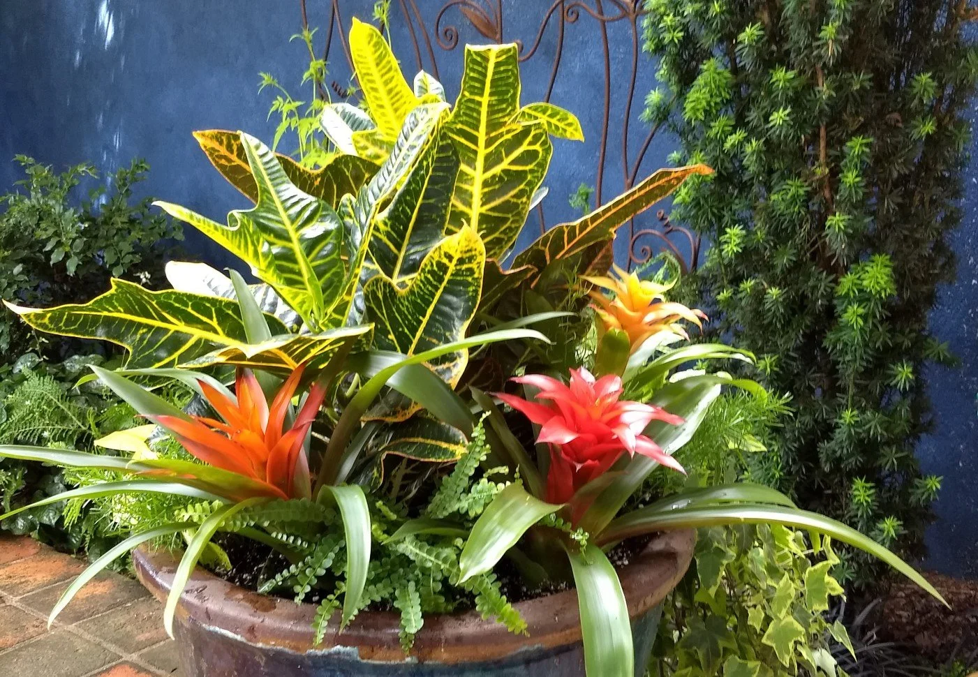 Give Your Houseplants a Summer Break Outdoors