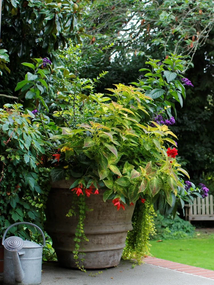 A large garden pot filled with various green plants, some with purple and red flowers, placed on a patio with a watering can nearby, surrounded by lush greenery and a lawn in the background.