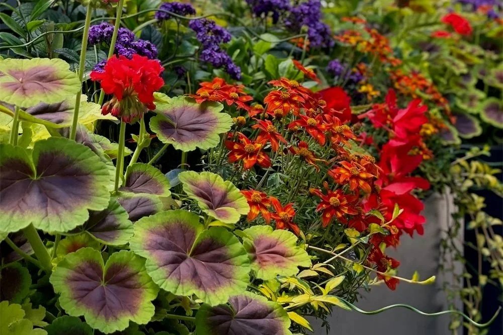 Colorful blooming flowers in a garden, including purple, red, and orange flowers with green foliage.