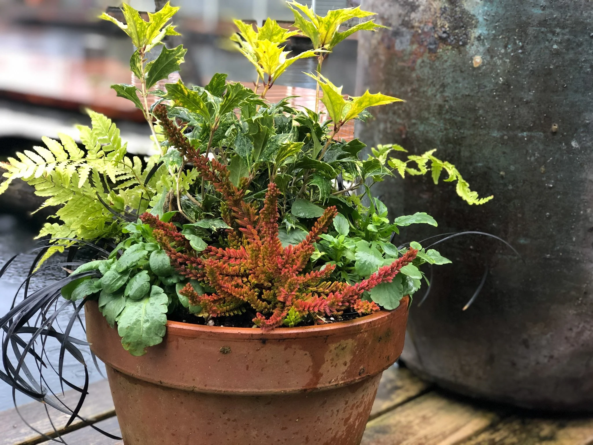 Goshiki Osmanthus paired with autumn fern, heather, mondo grass and pansies for a striking container combination