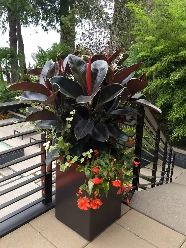 A black planter with large, dark purple and black leaves and smaller green and red flowering plants, positioned near a outdoor staircase railing with trees and greenery in the background.