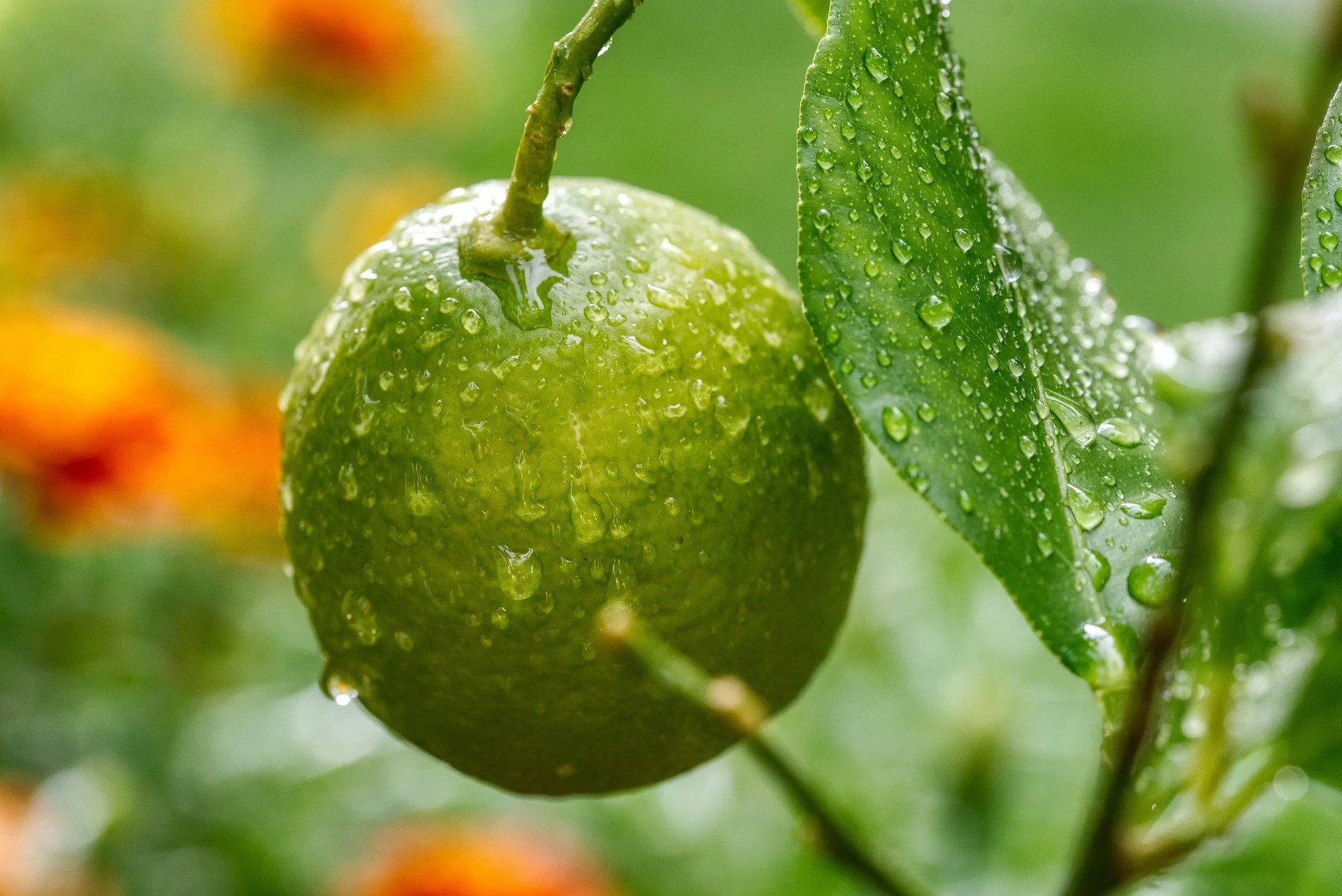 Growing Citrus in the Pacific Northwest