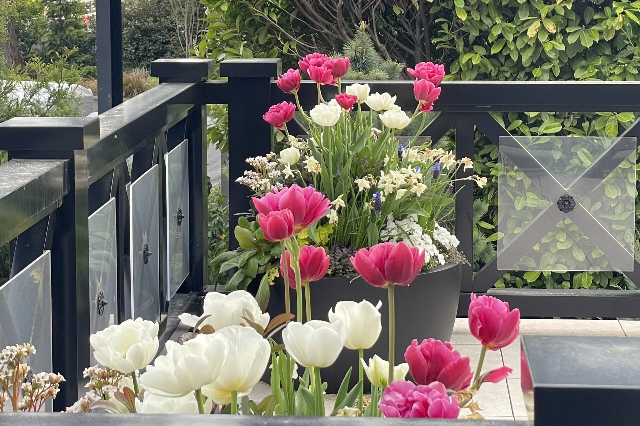 Magenta pink and white tulips blooming in patio deck containers alongside Bergenia 'Bressingham White' and white daffodils and purple muscari for an abundance of spring bloom
