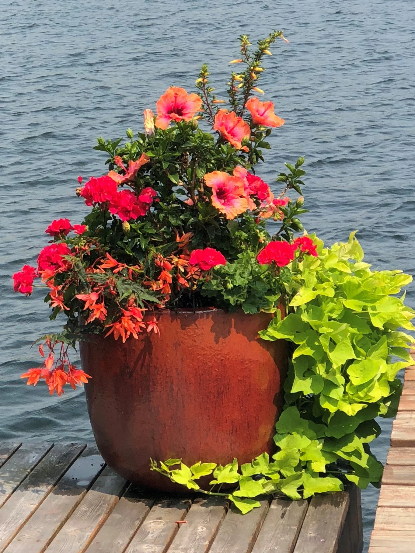 Hibiscus Erin Rachel, magenta geraniums, peach begonias, and chartreuse potato vine planted in a mahogany ceramic glazed pot