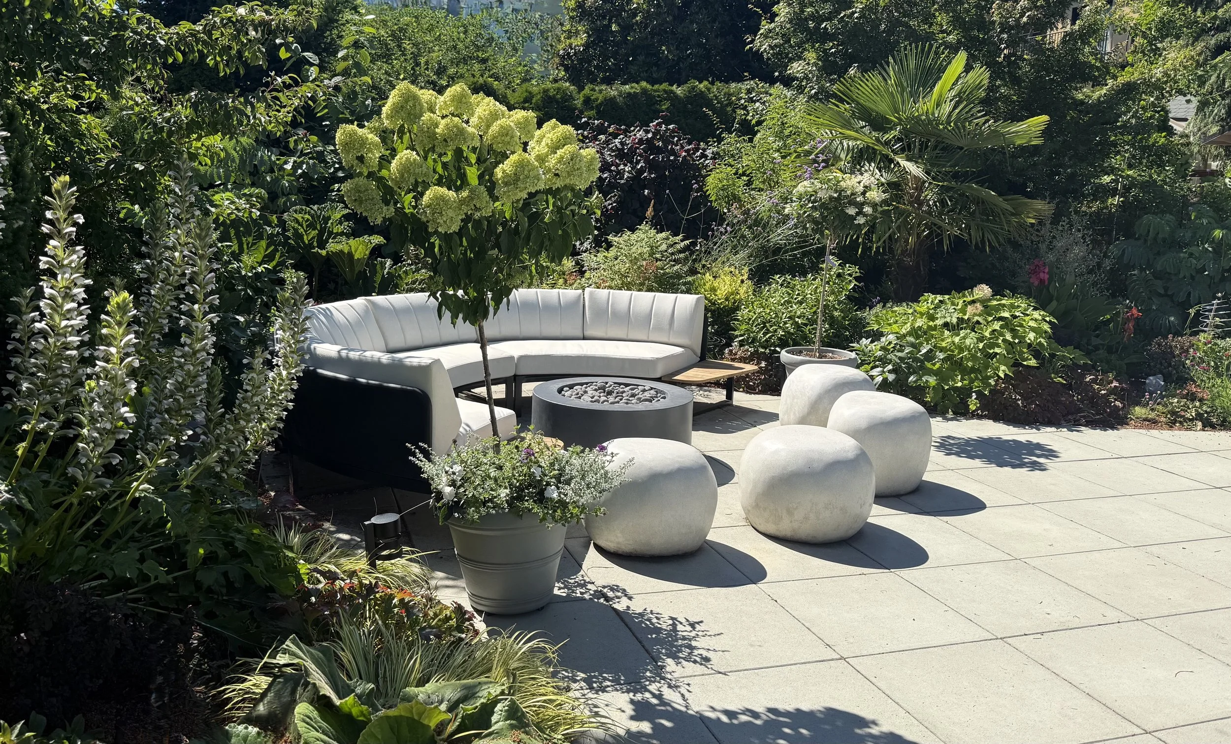 Limelight Hydrangea patio tree in a container marking a sitting area and casting shadows on a sunny day