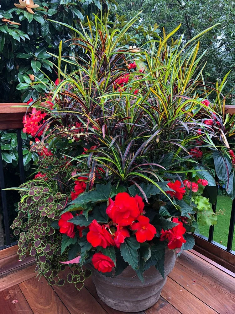 A large potted plant with red flowers and decorative green and purple foliage, placed on a wooden deck outdoors with greenery in the background.