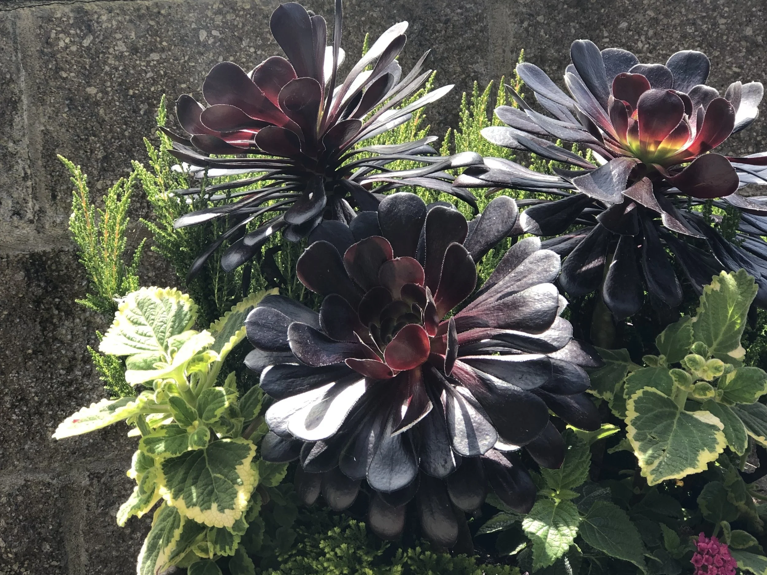 Zwartkopf Aeonium with Plectranthus 'Lemon Twist' and green upright heather in container planting
