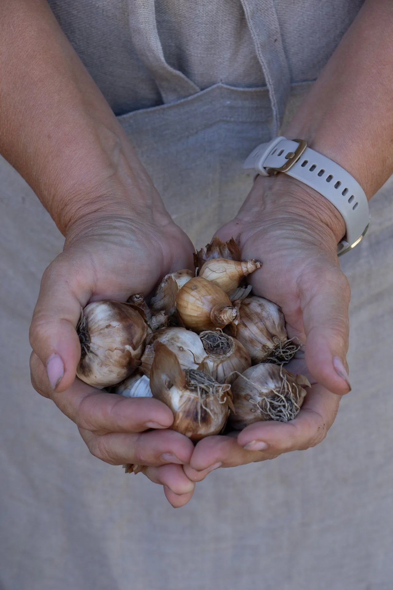 Cindy Funes holding a handful of narcissue bulbs.