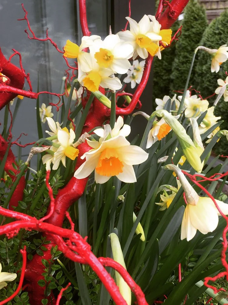 Yellow and white daffodils blooming among red twisted branches and green leaves in a garden.