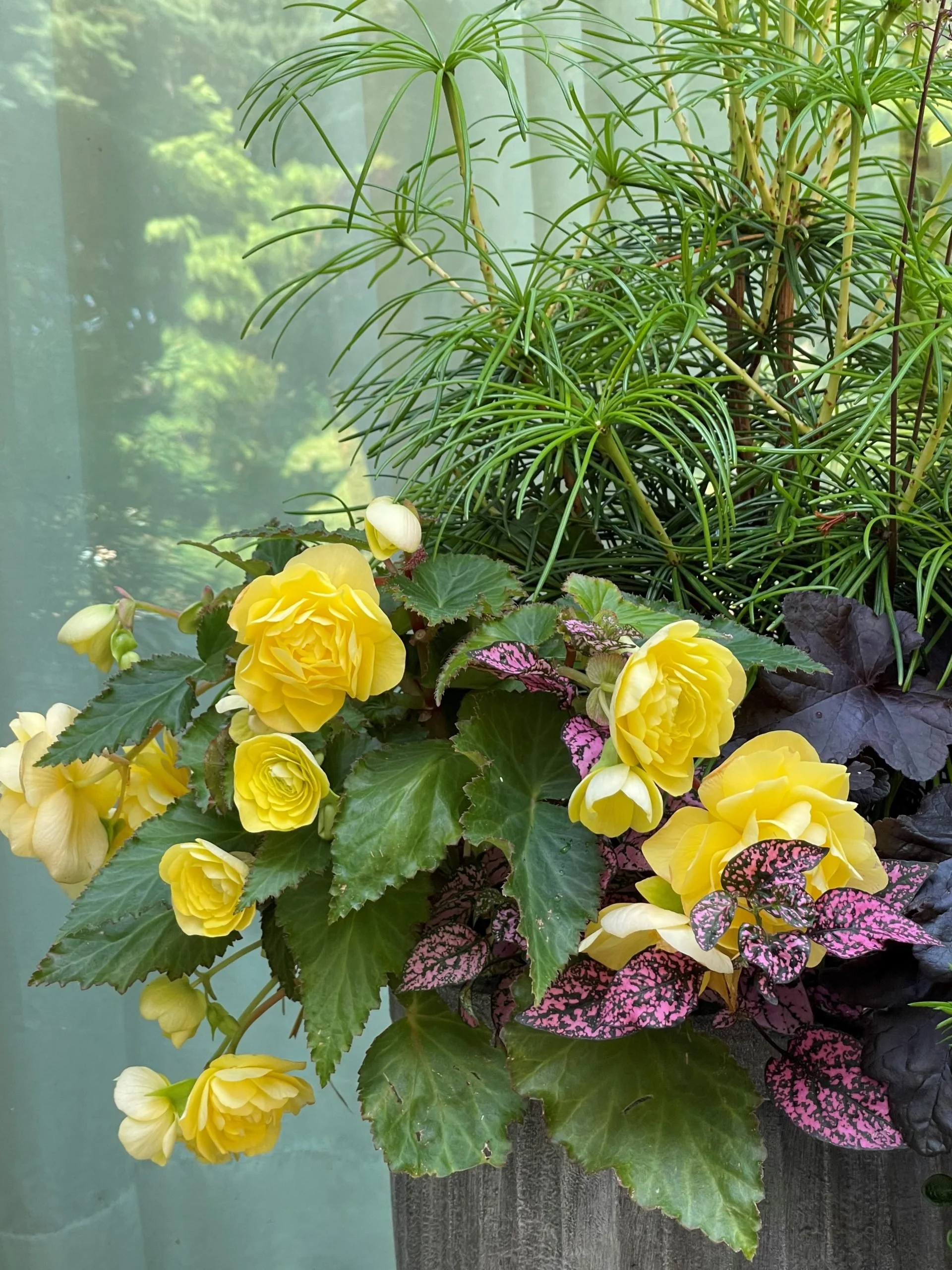 A potted arrangement of yellow begonias, green ivy leaves, pink and green striped leaves, and a tall green pine-like plant in the background, placed on a wooden surface near a window.
