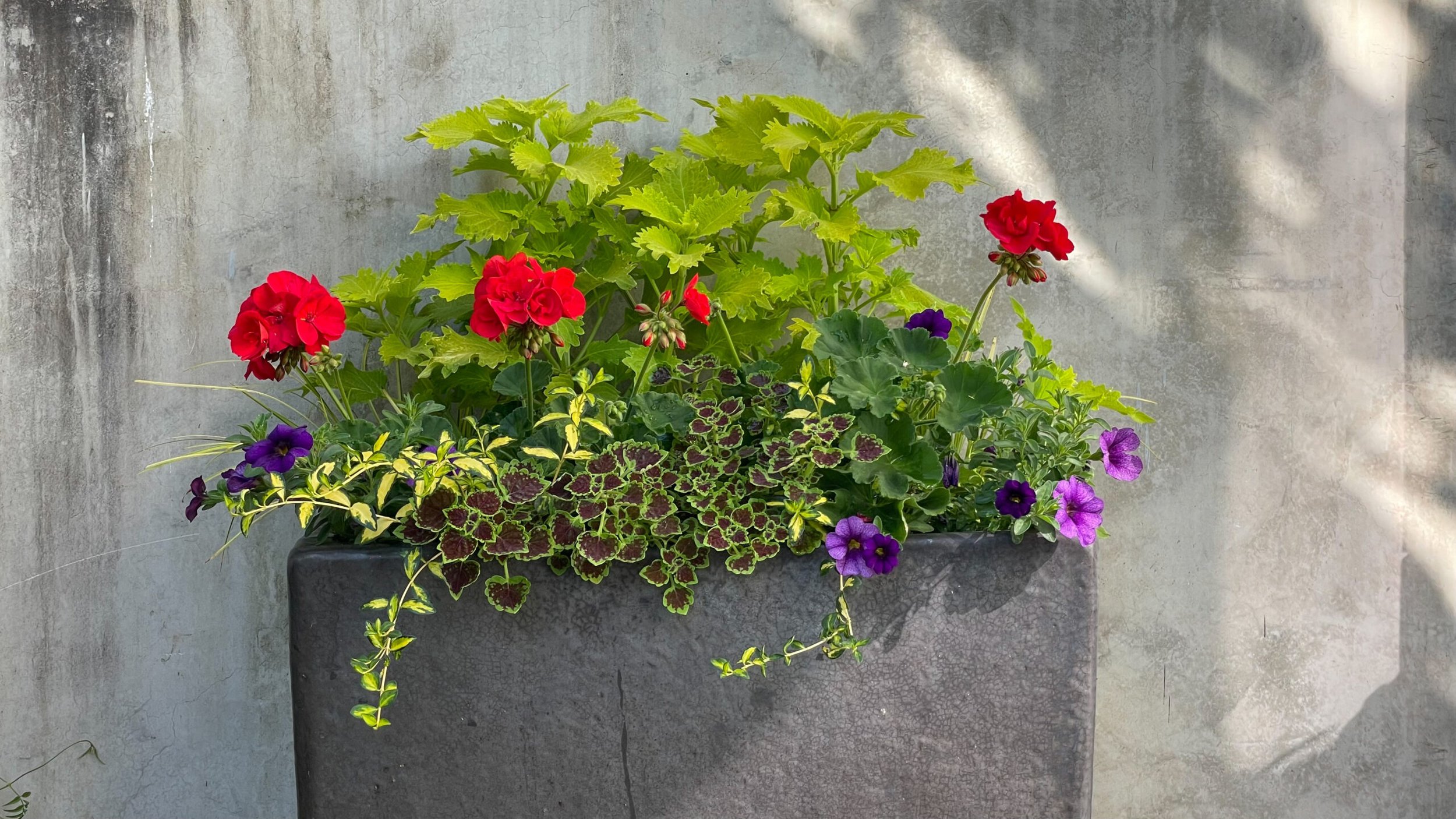 Seven Summer Sizzlers: Color That Keeps on Blooming