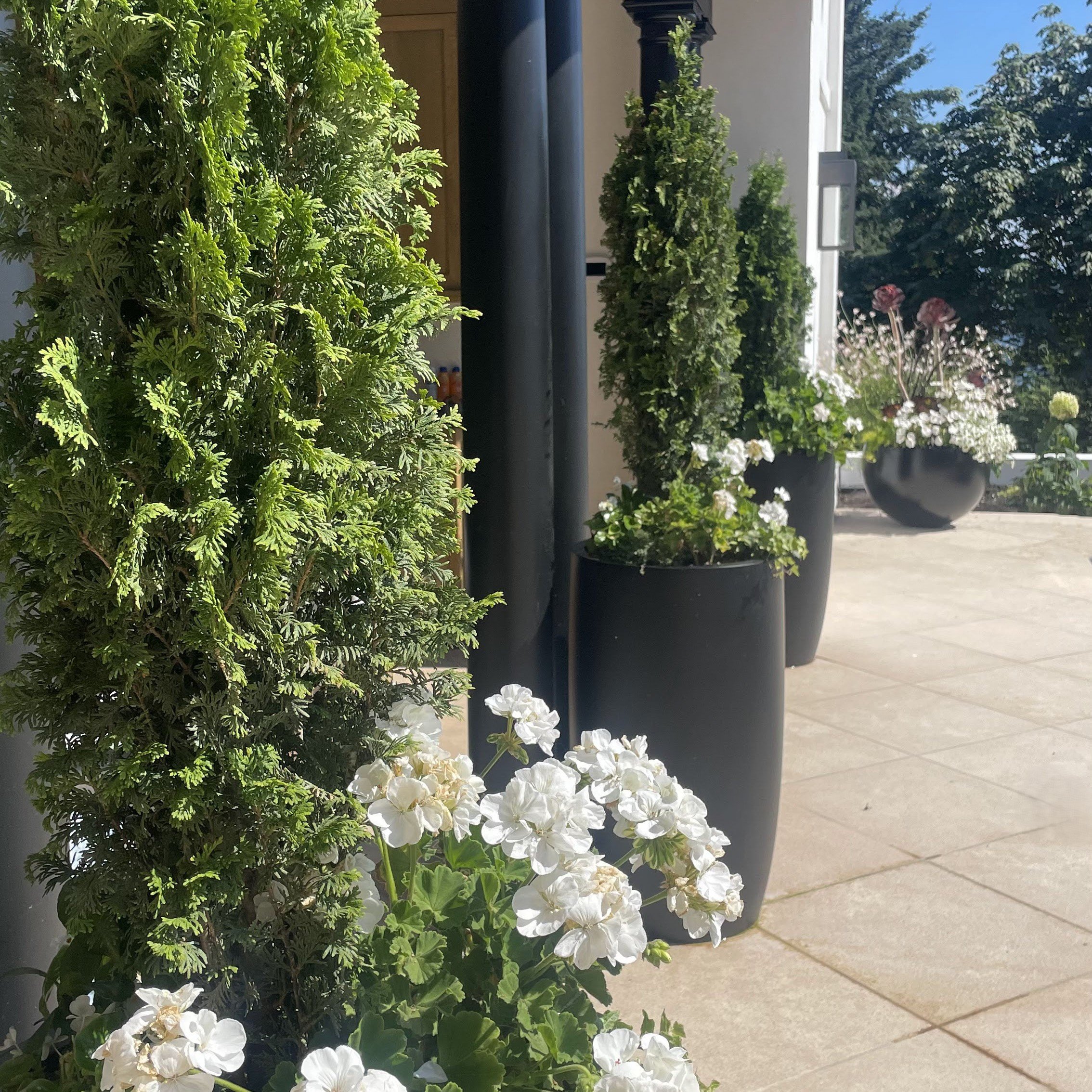 Three containers planted identically with arbvoritae placed in front of pillars