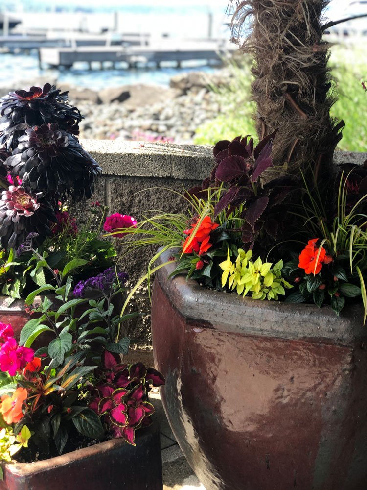 Potted plants with colorful flowers and dark leaves near a concrete wall, with a view of a body of water and docks in the background.