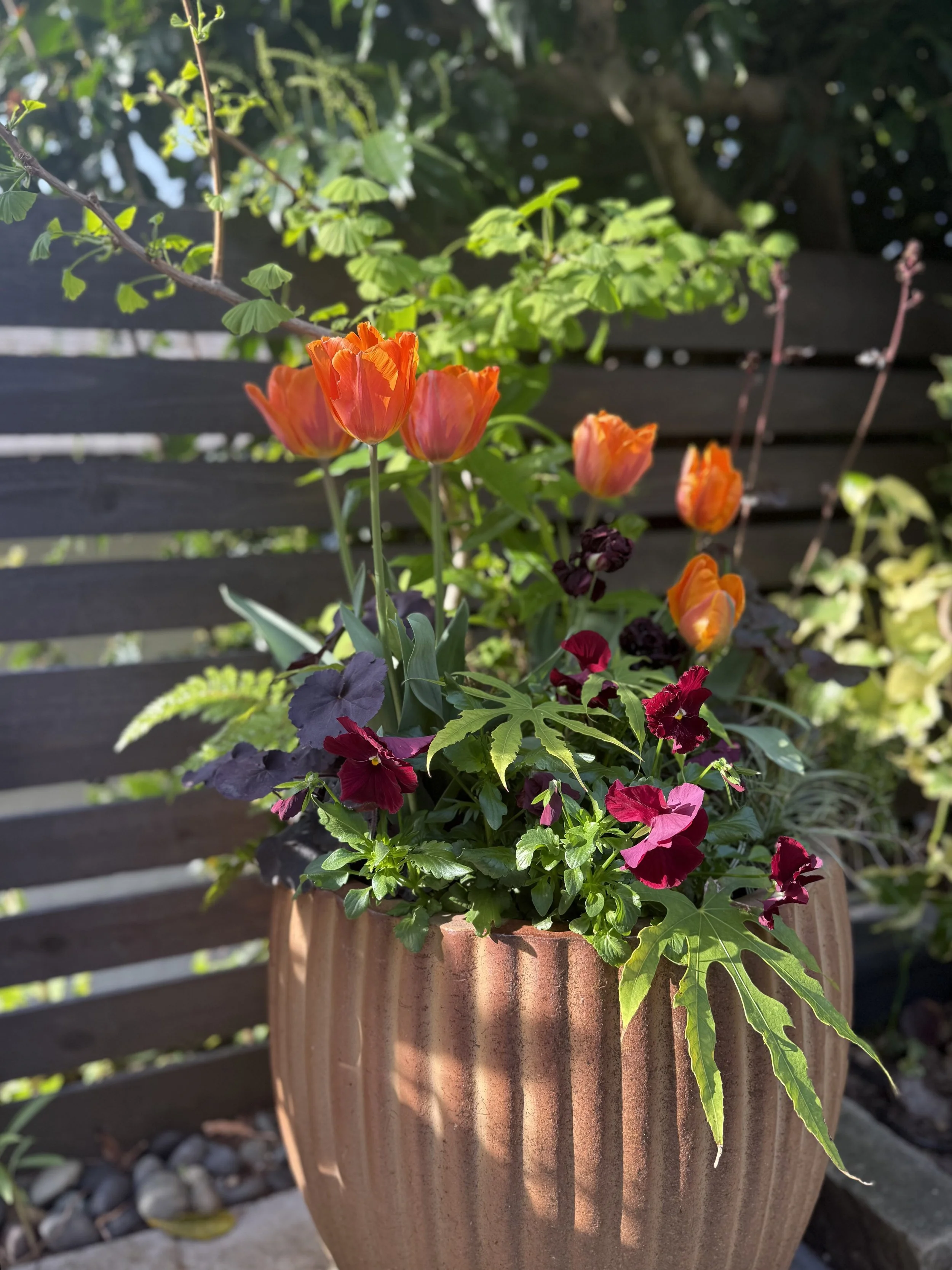 A terracotta pot with orange tulips and purple pansies, placed outdoors on a concrete surface with decorative rocks, against a backdrop of a wooden fence and green foliage.