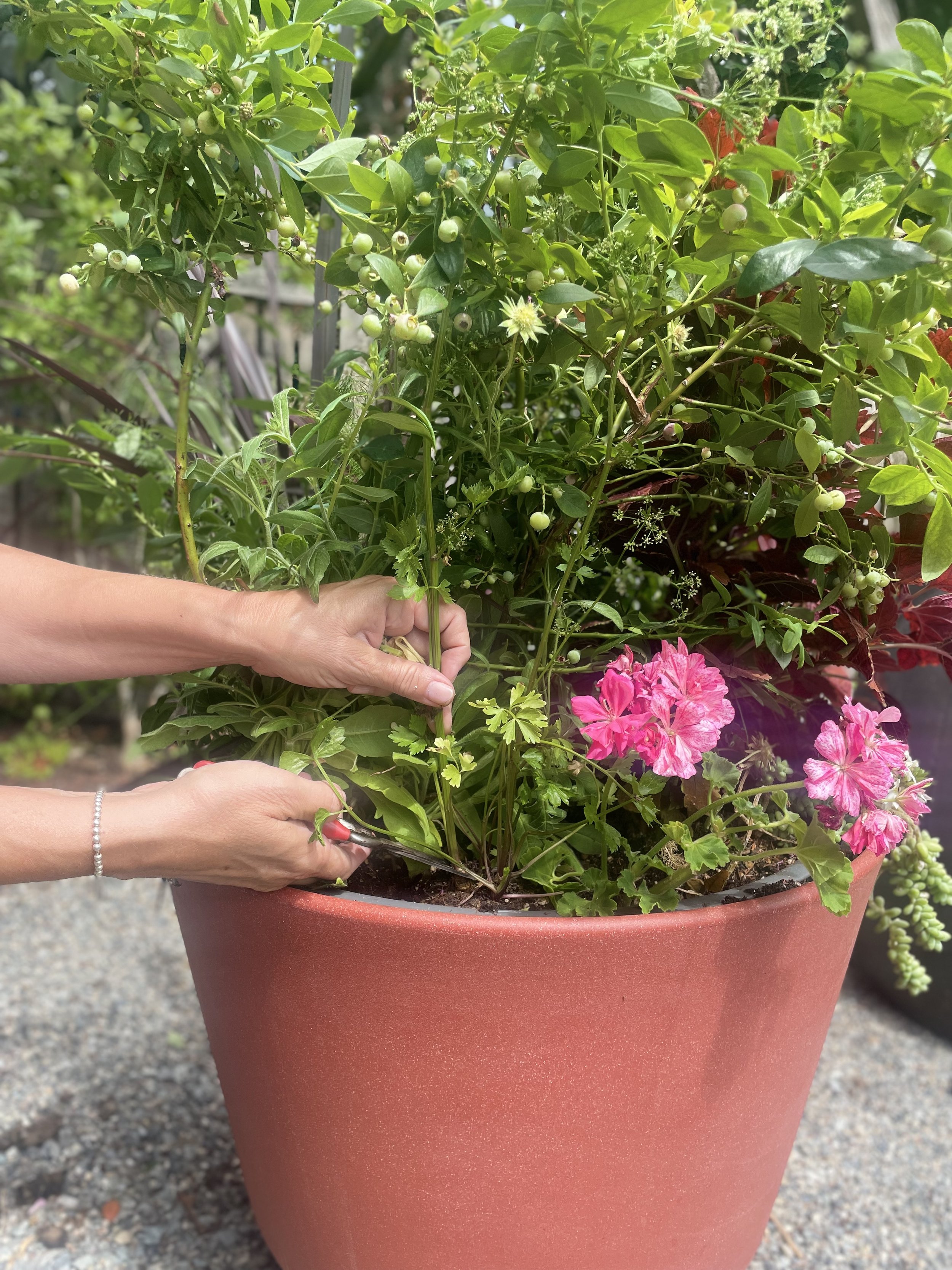 Person's hands planting up a self-watering Tru-Drop Container from Crescent Garden