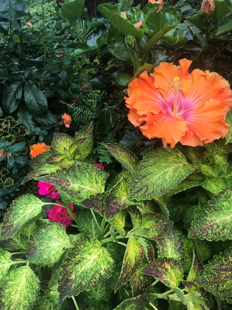 Bright orange hibiscus flower amid green and variegated leaves in a garden.