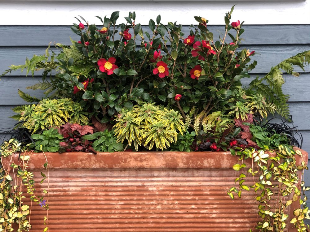 Terracotta trough planter planted with Yuletide Camellia, Euphorbia,