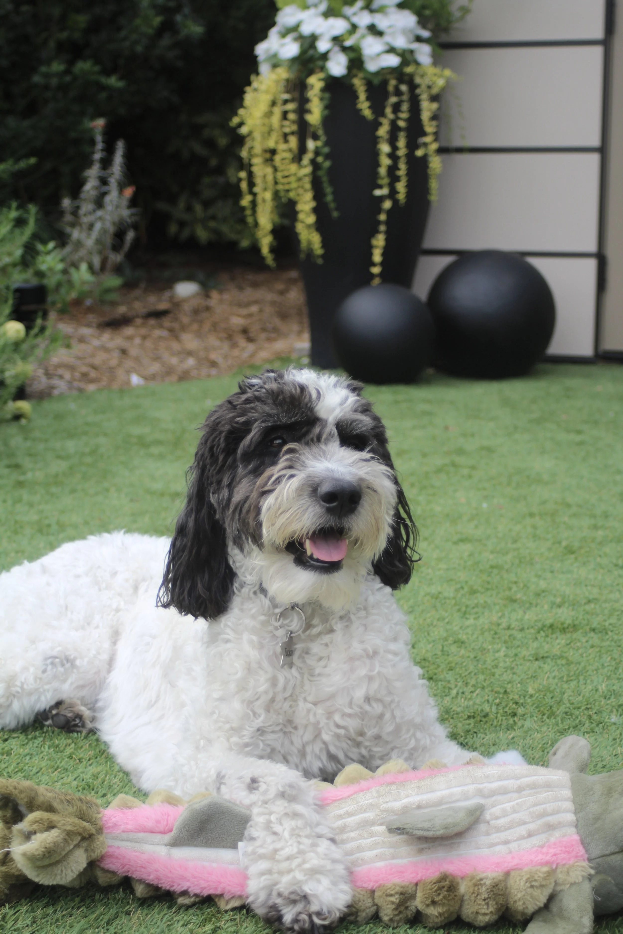 A fluffy black and white dog sitting on a green lawn, with a large black flower pot containing white and yellow flowers in the background. The dog is looking up with its mouth open, and plush toys are visible on a pink and white striped blanket in the foreground.