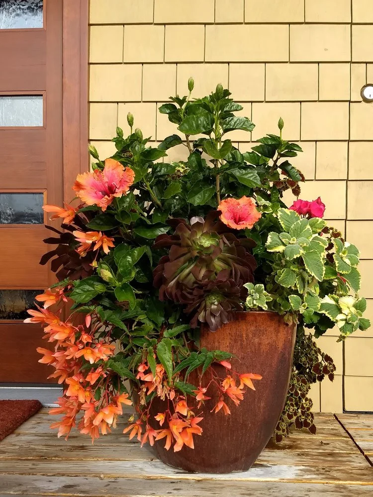 A large brown flower pot filled with blooming plants, including pink, orange, and dark purple flowers, placed on a wooden deck in front of a brick wall and a wooden door.