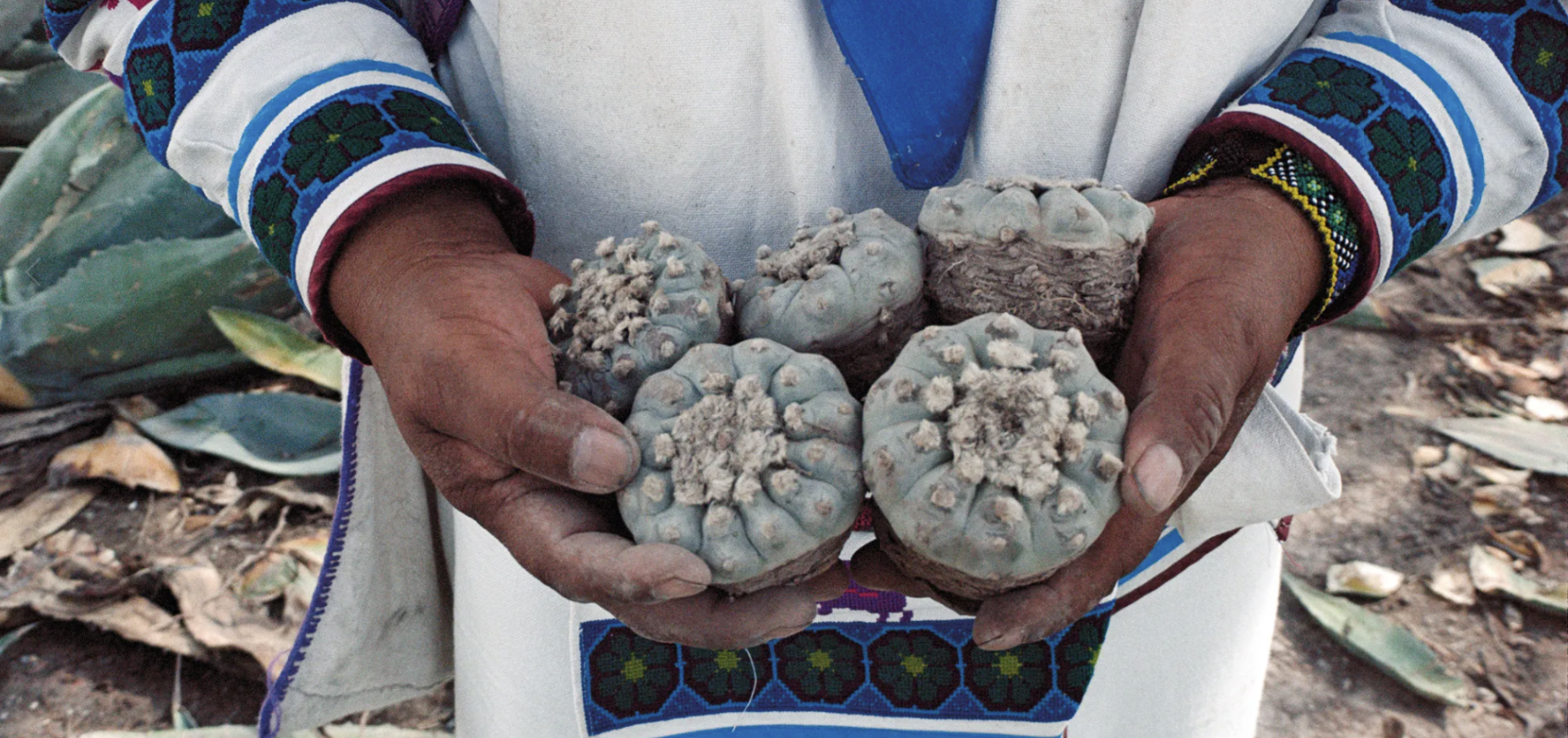 Episode 43: Grandfather Peyote, Part 1