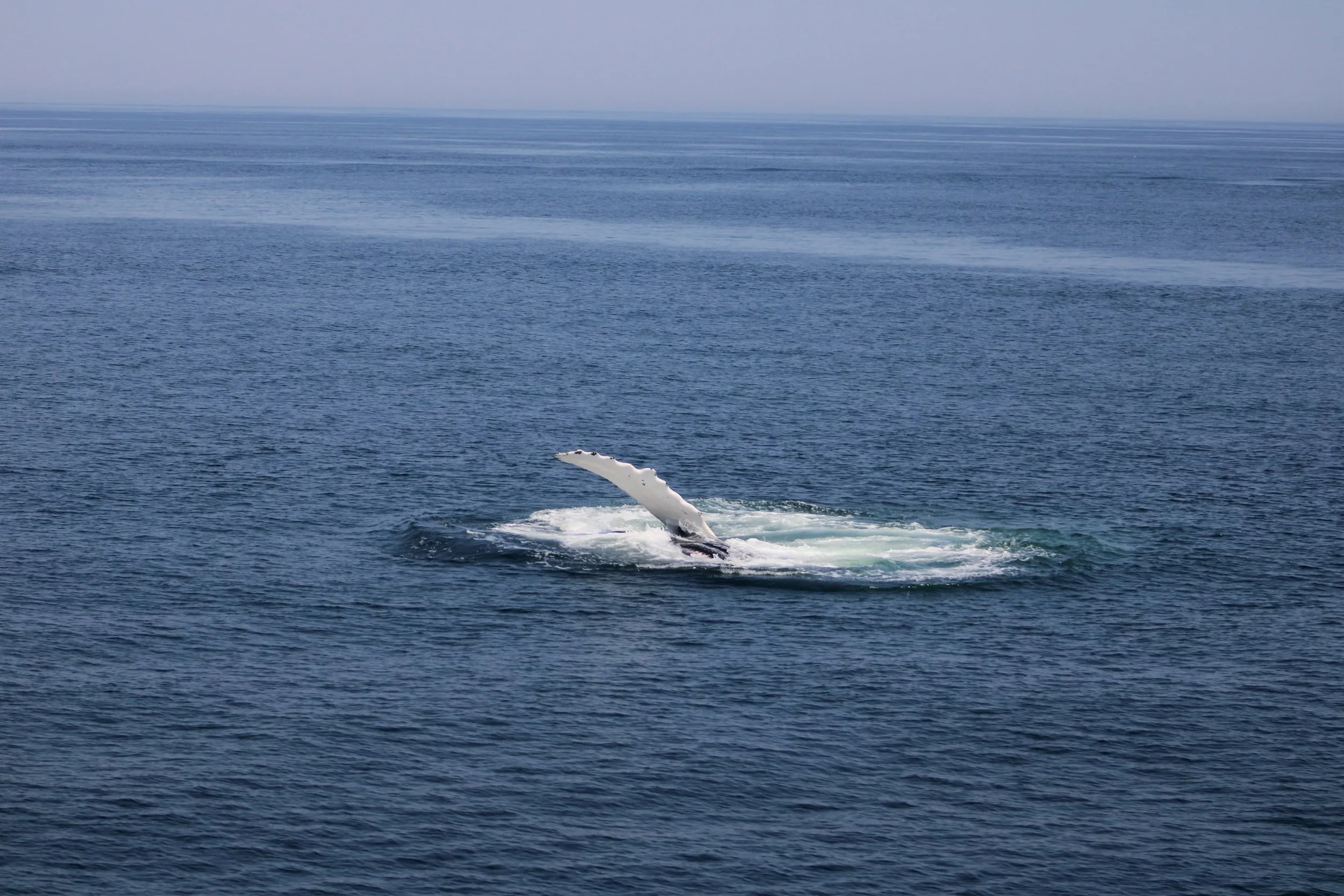 A whale breaching the surface of the ocean with part of its body and tail visible above the water.