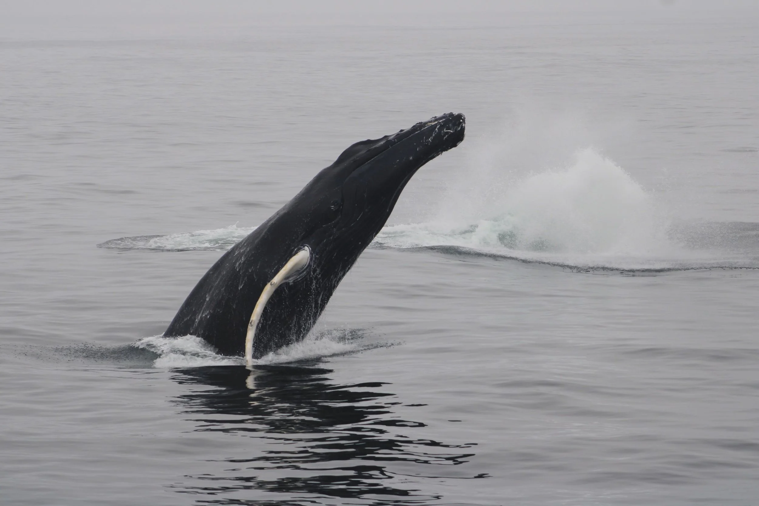 A humpback whale breaching the water surface, showing its head and white throat patches, in the ocean.