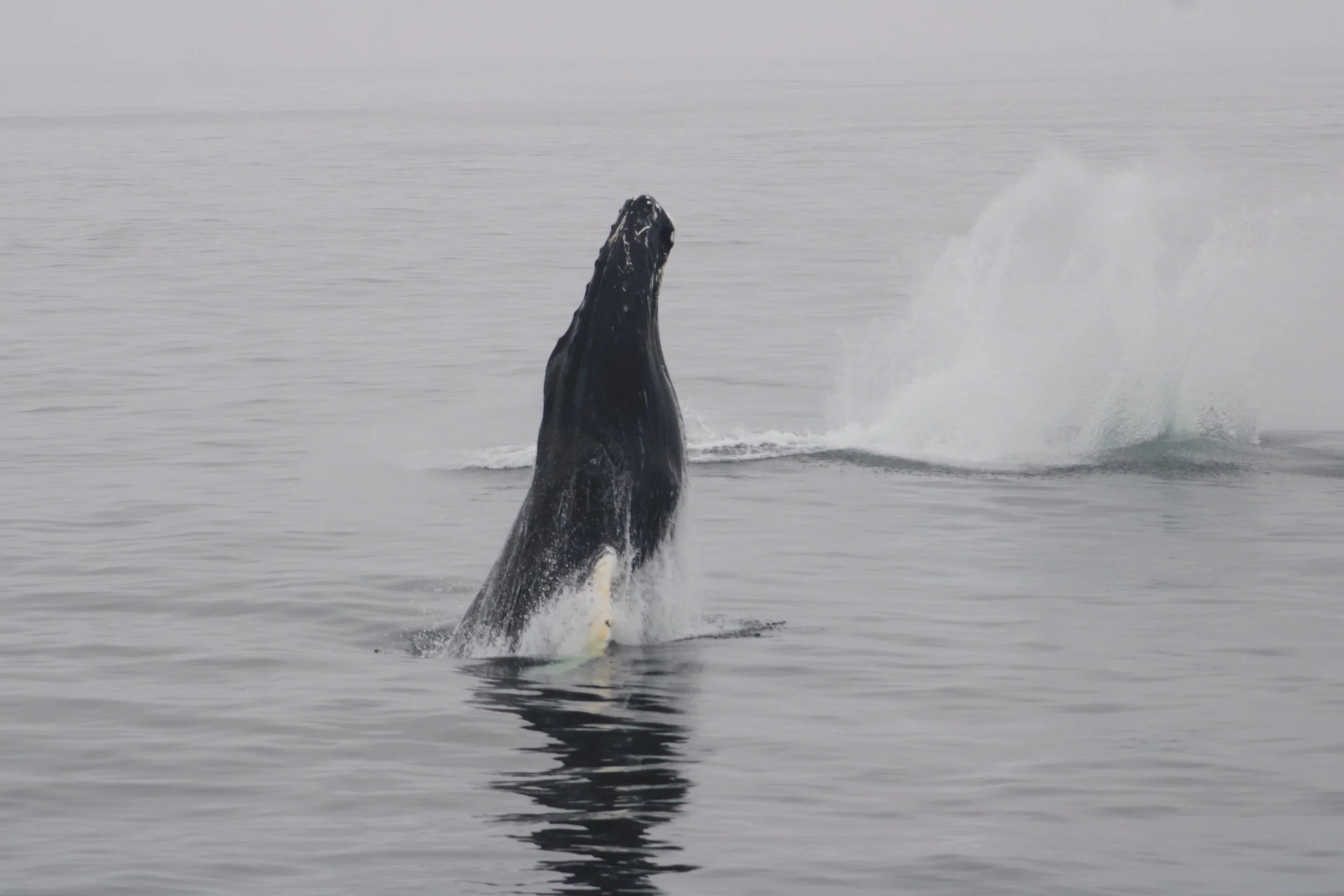 A whale breaching out of the water with water splashing around.