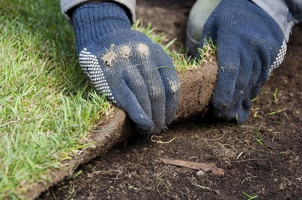 What Type Of Sod Is Best For Your Lawn?