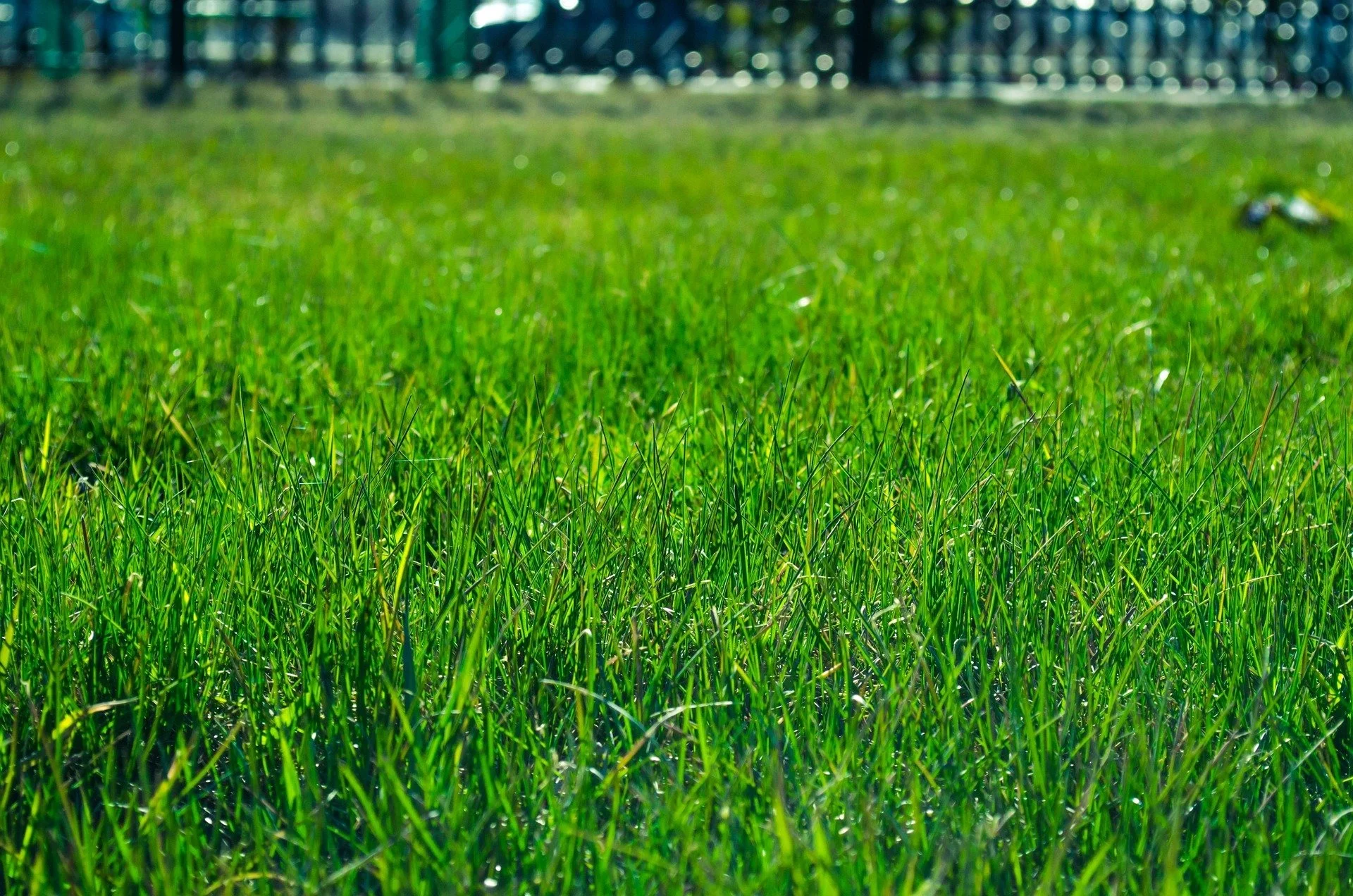 Essential Guide to Lawn Cleanup After Winter: Tips for a Healthy Spring Lawn