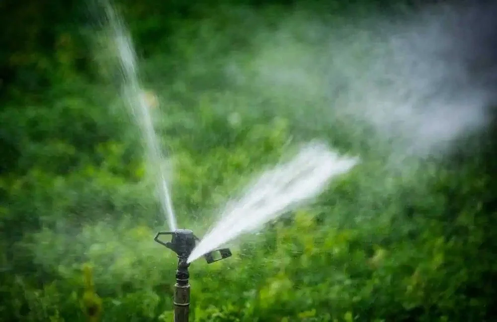 A Sprinkling of Water Helps the Lawn &amp; Plants Grow Up