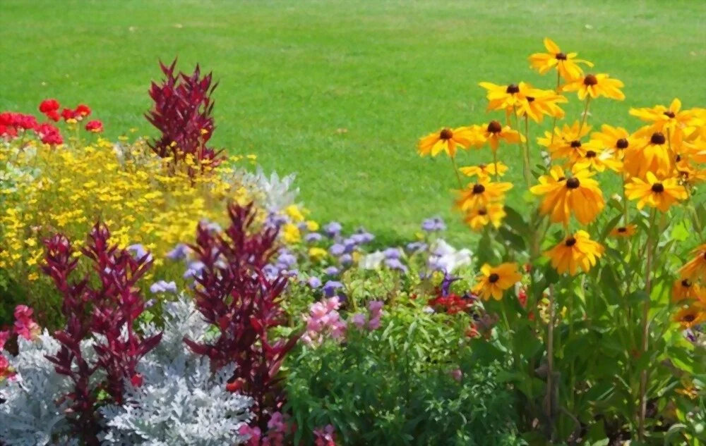 Annual Flower Are a Perennial Favorite