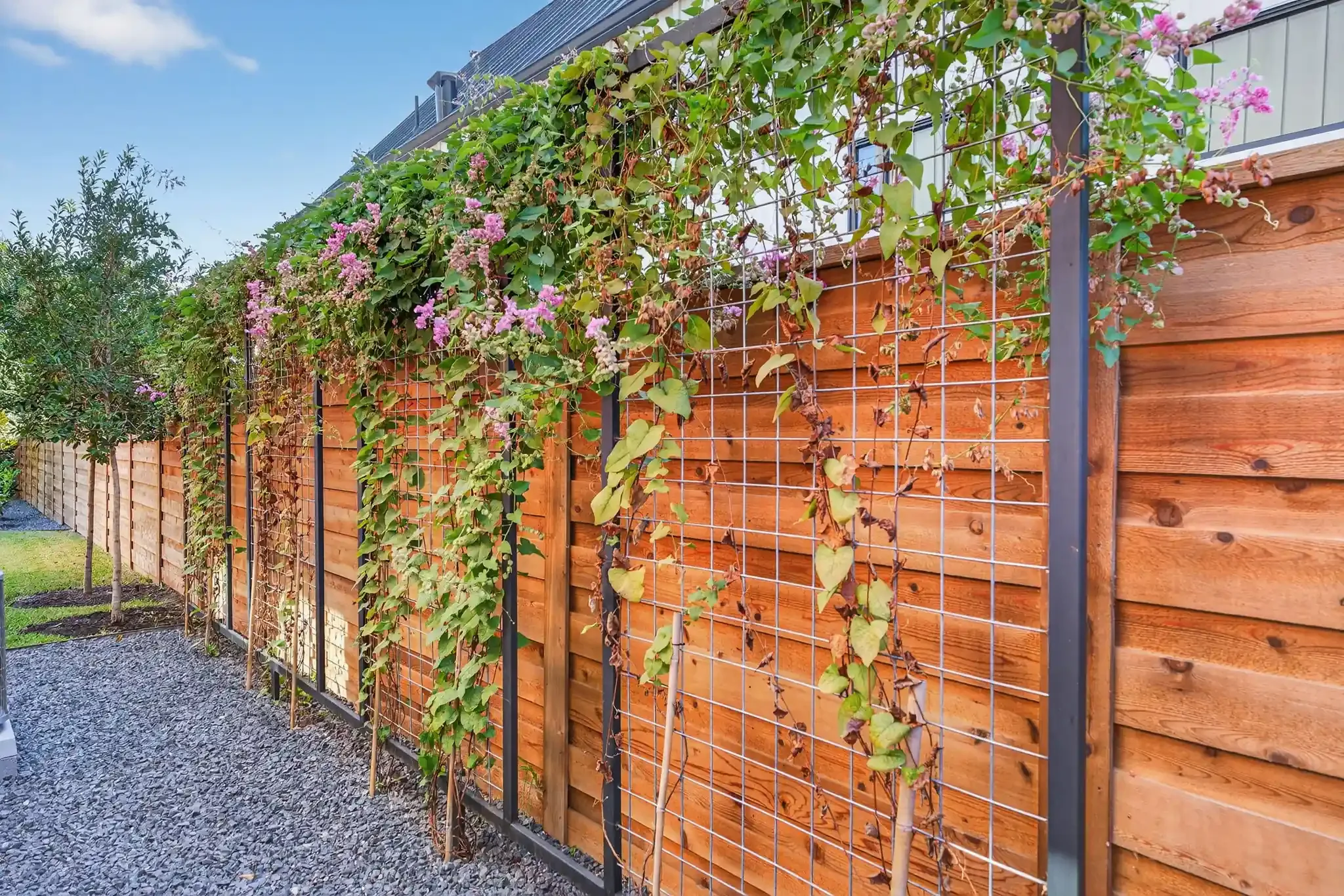Cedar wood fence with metal trellis panels supports climbing vines and pink flowers above a gravel pathway in backyard.
