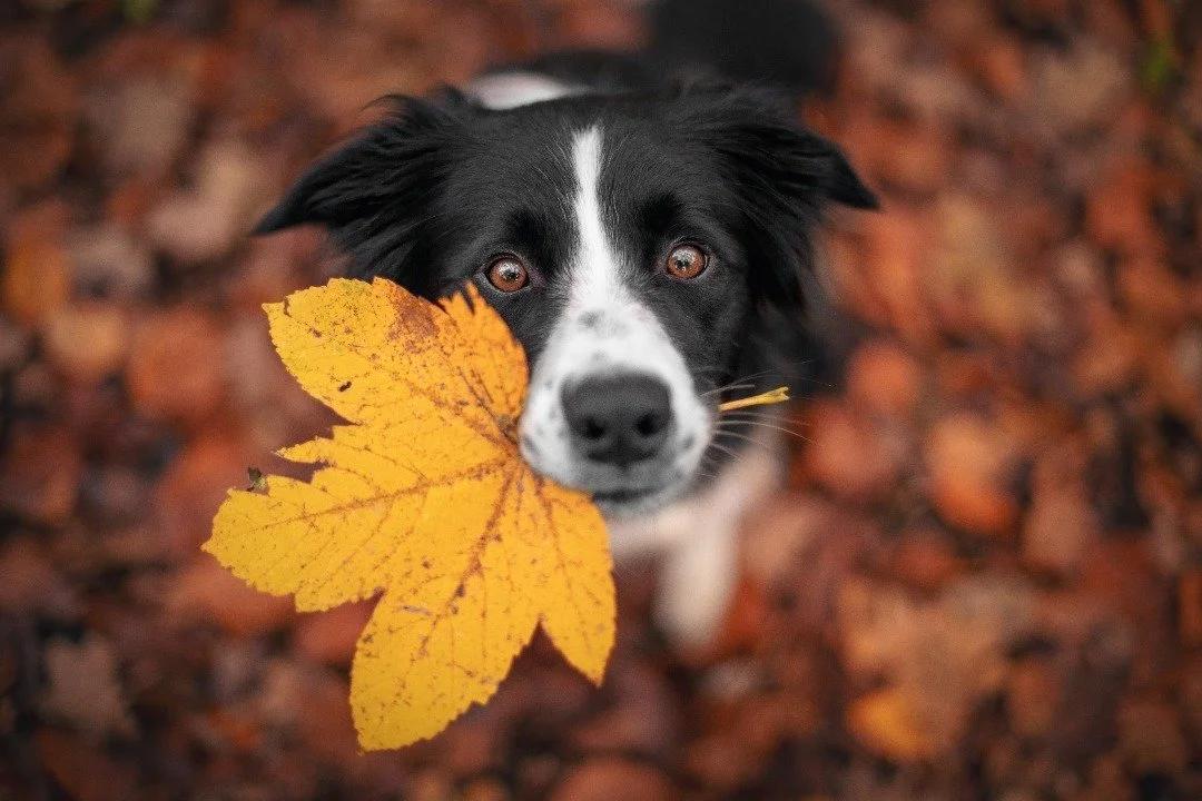 Black and white Border Collie holds a vibrant yellow autumn leaf in its mouth, surrounded by fallen leaves in a blurred background.
