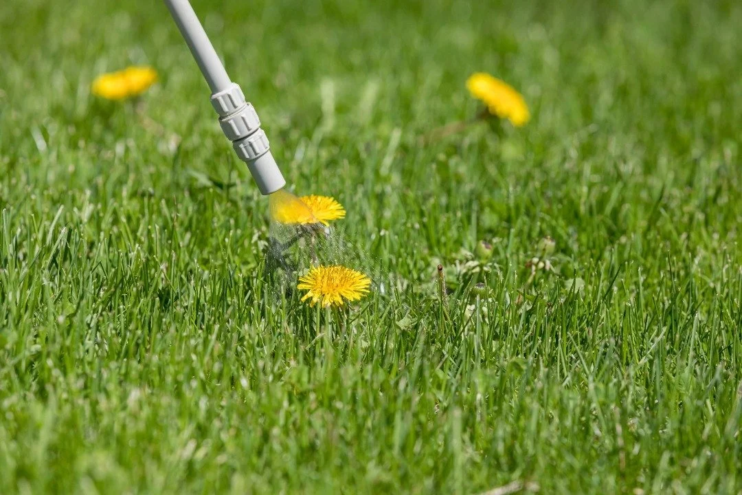 Professional lawn cleanup.