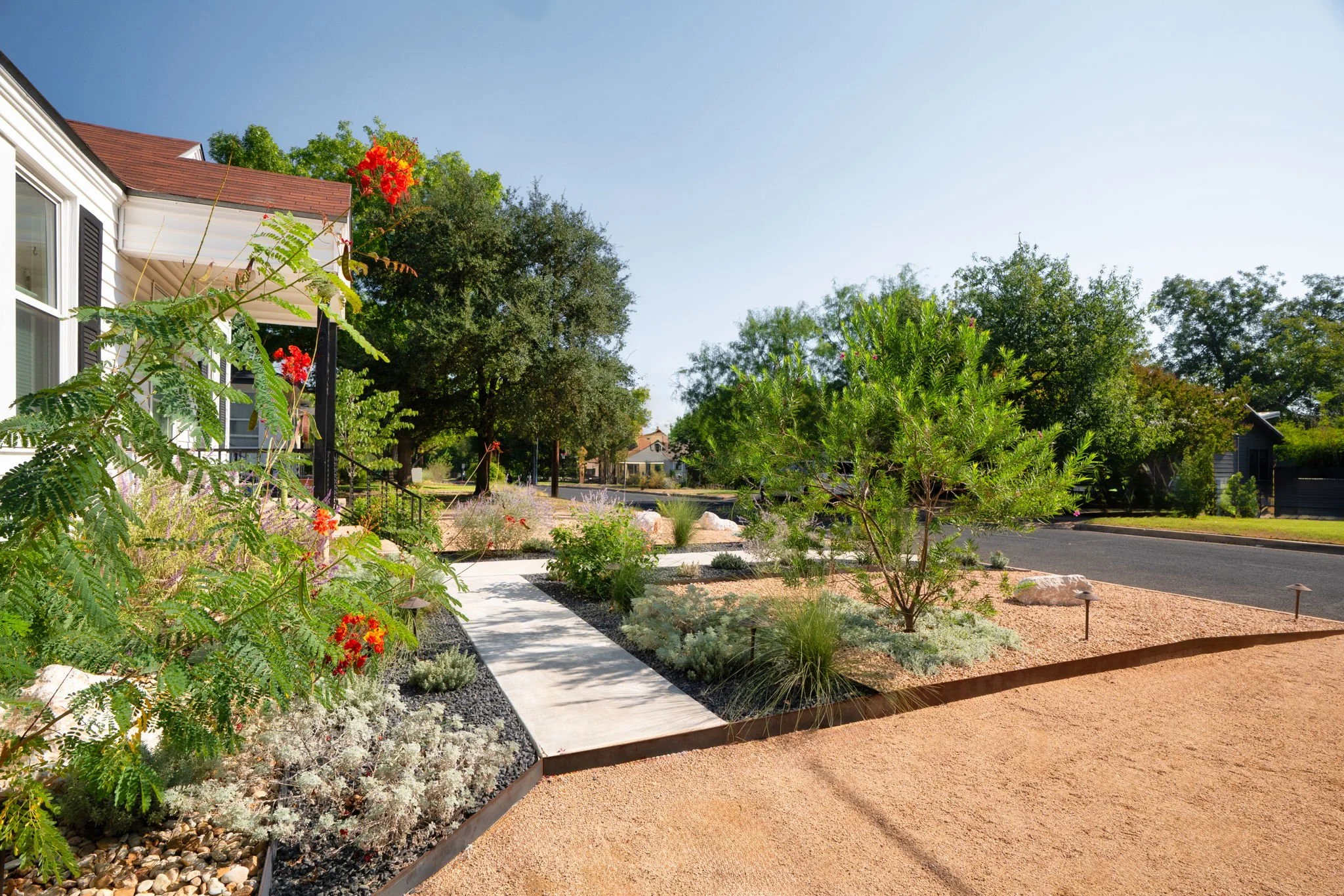 Front walkway lined with pride of Barbados, native grasses, and silver perennials in a steel-edged gravel bed