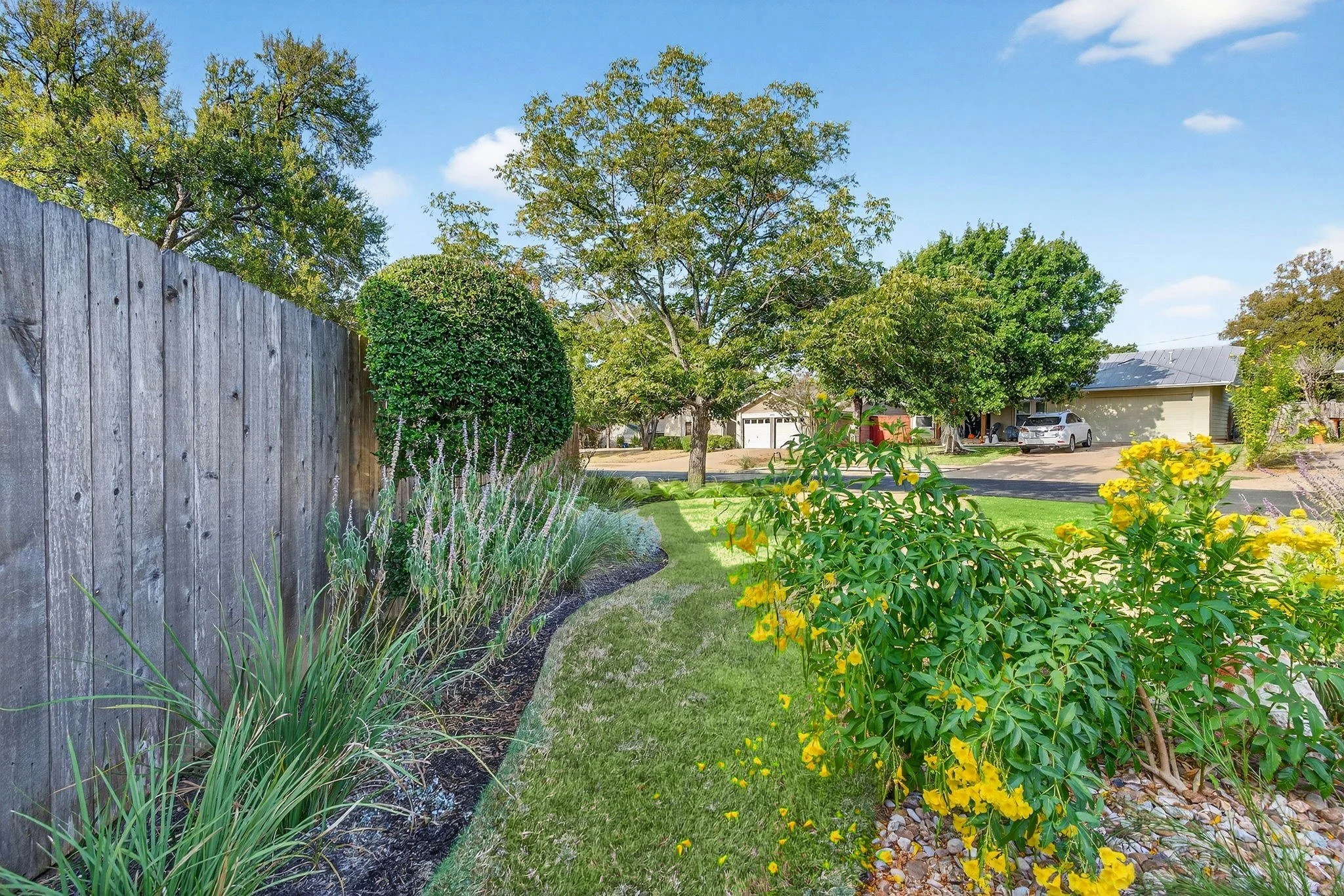 Narrow side-yard bed with esperanza, muhly grass, and salvia running along a weathered cedar fence