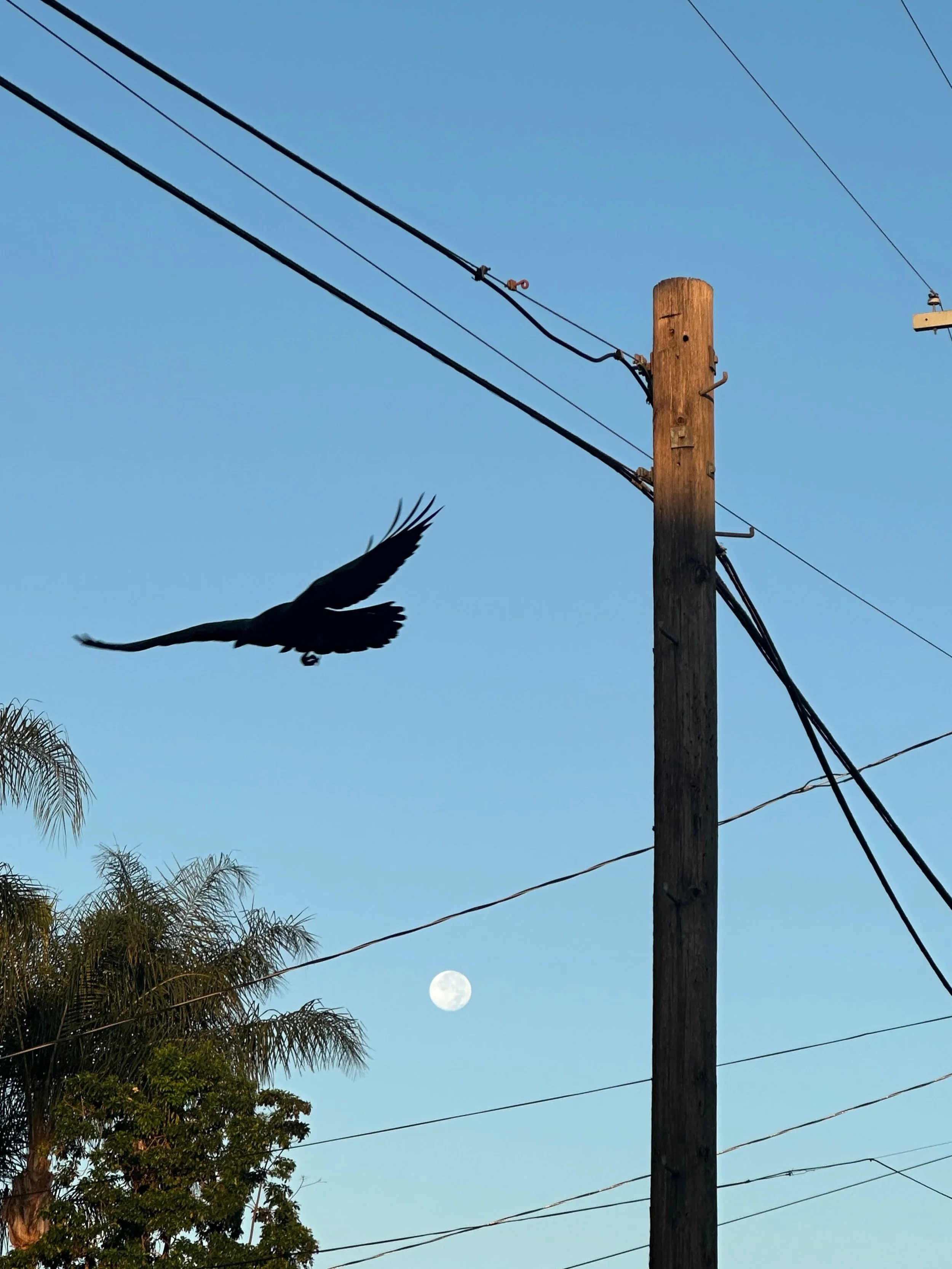 A black bird flying near a wooden utility pole with power lines against a clear blue sky, with the moon visible in the background.