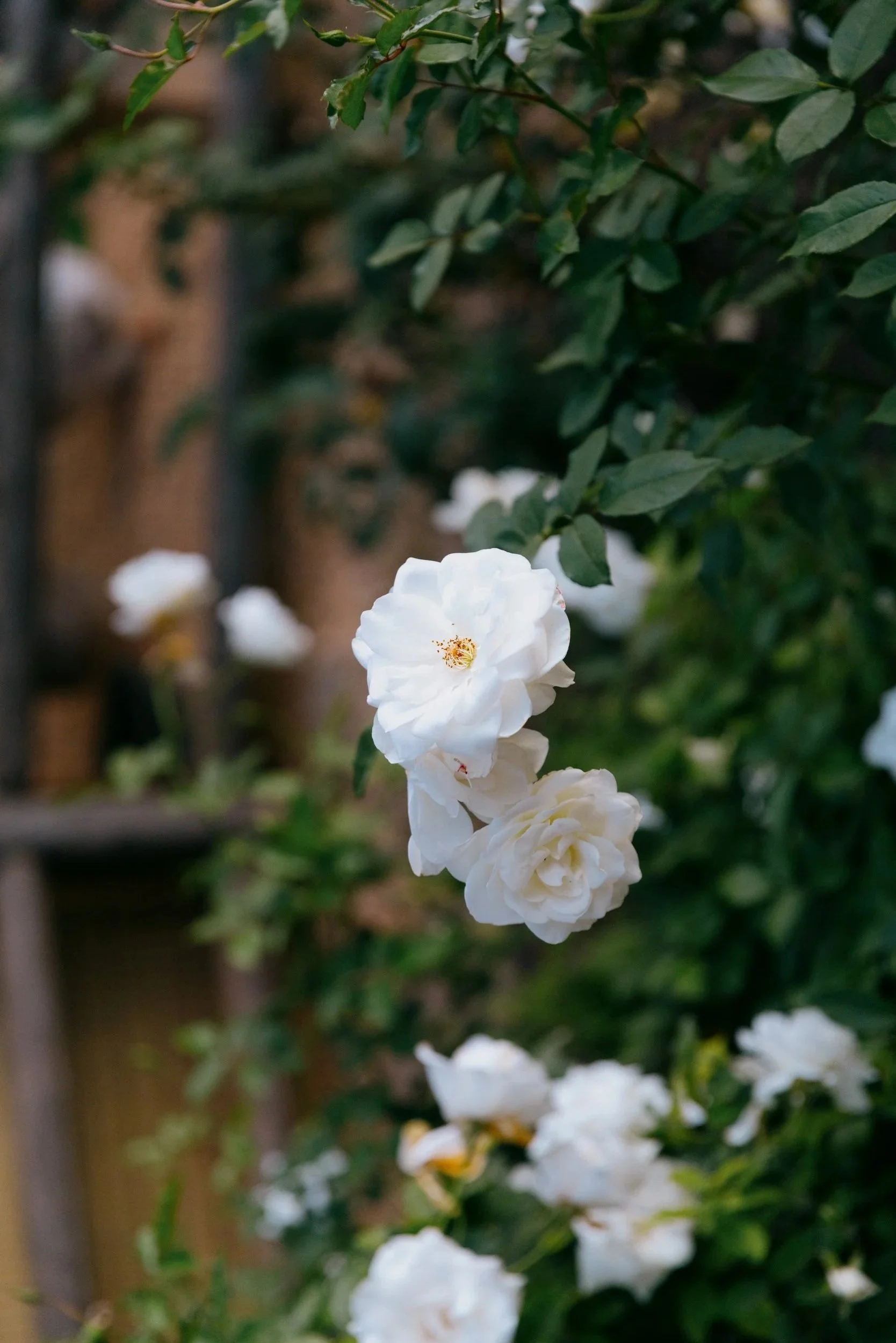 Close-up of white roses on a green bush in a garden setting.