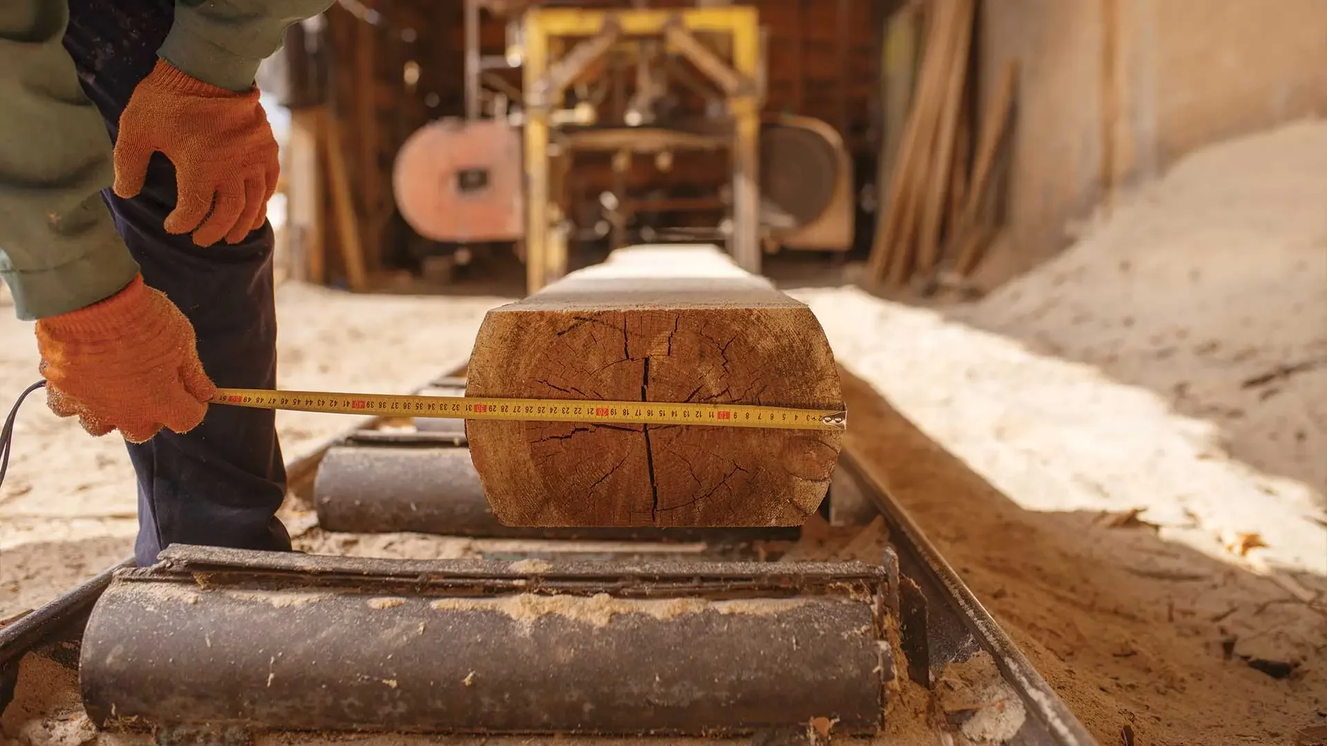 Close-up of a person measuring a large log of wood with a tape measure, on a woodworking or lumber site.