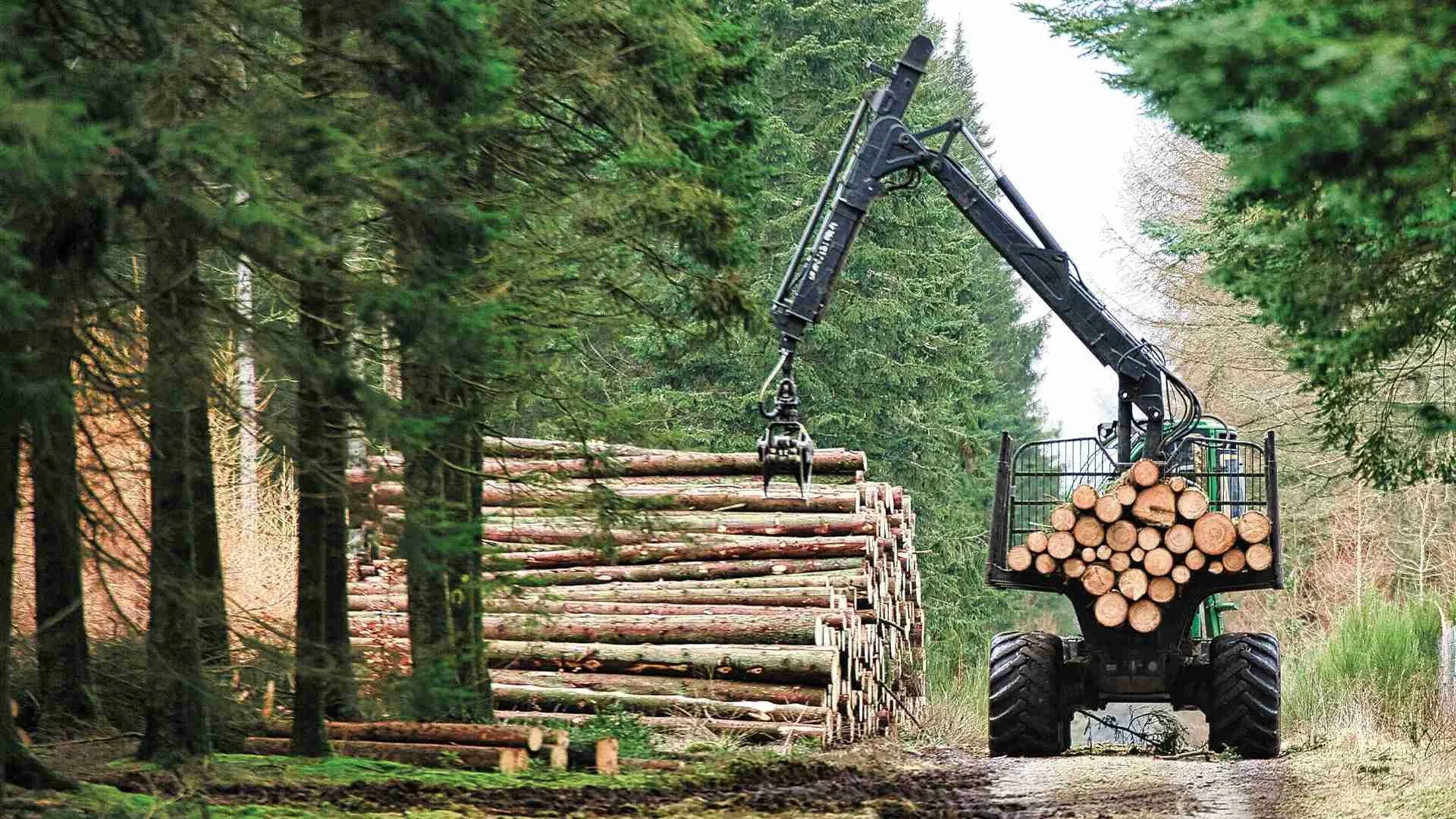 A logging machine piling cut trees in a forest.