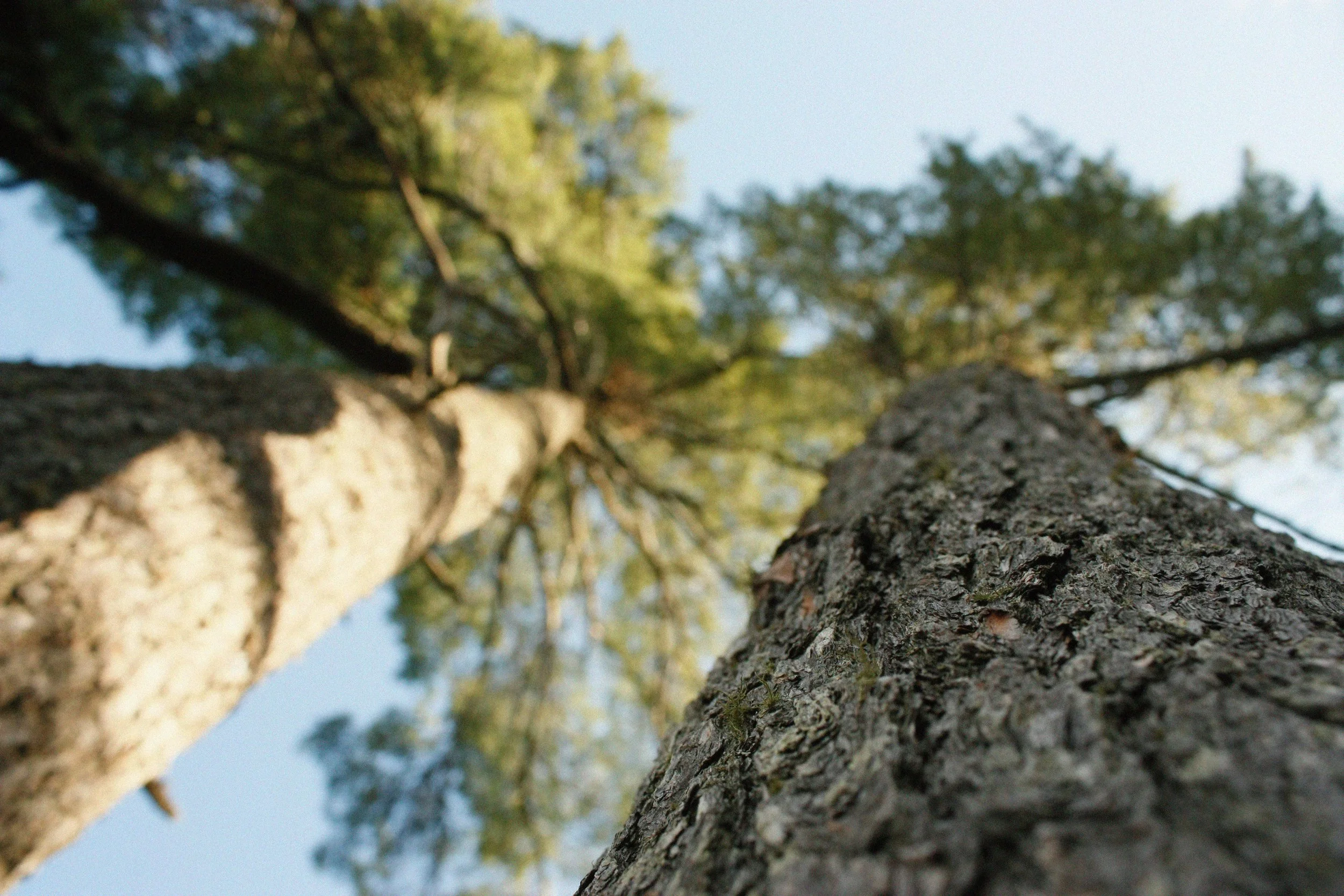Close-up view looking up at a tall tree with a rough-textured bark, extending towards the sky with a blurred canopy of green pine needles.
