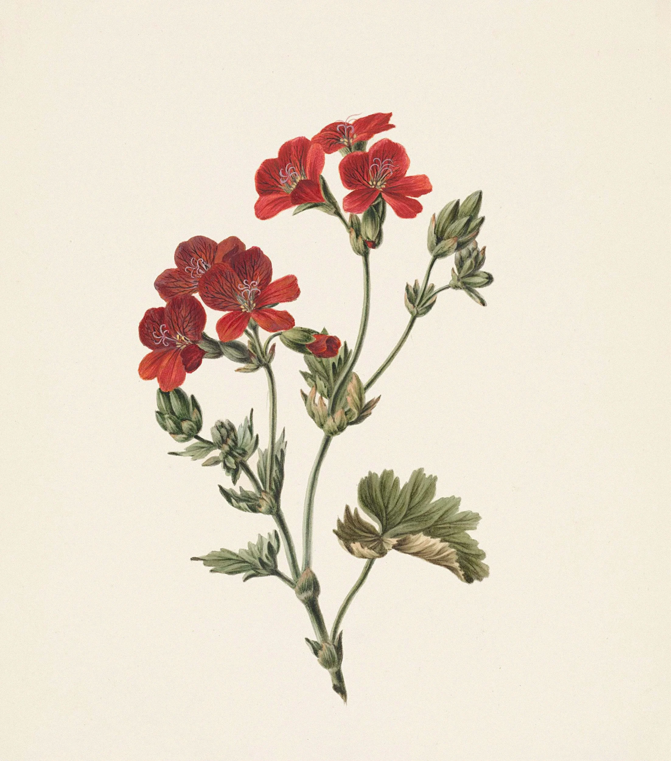 Partes de una flor 