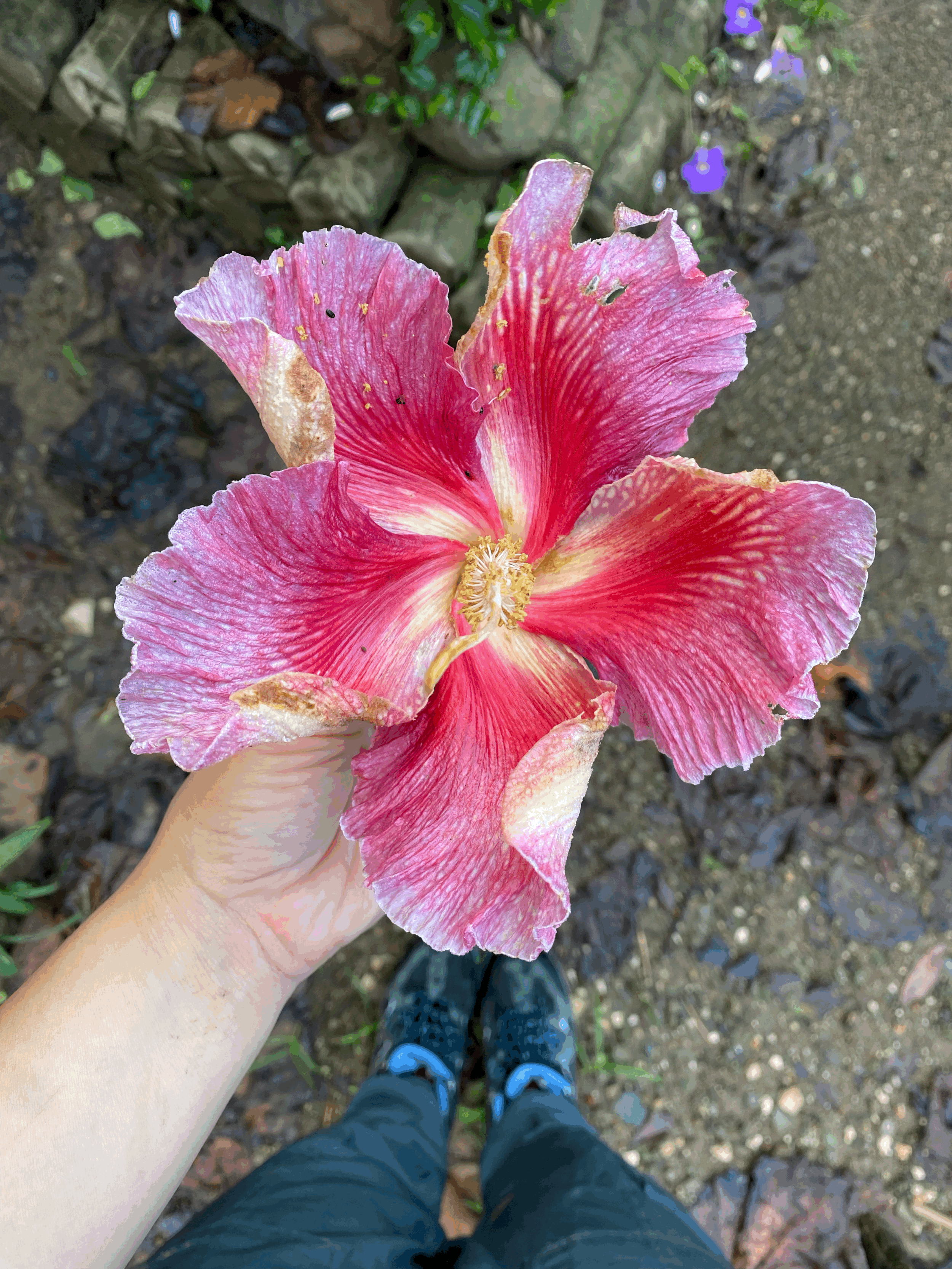 Las flores de septiembre: aprender a observar antes de identificar