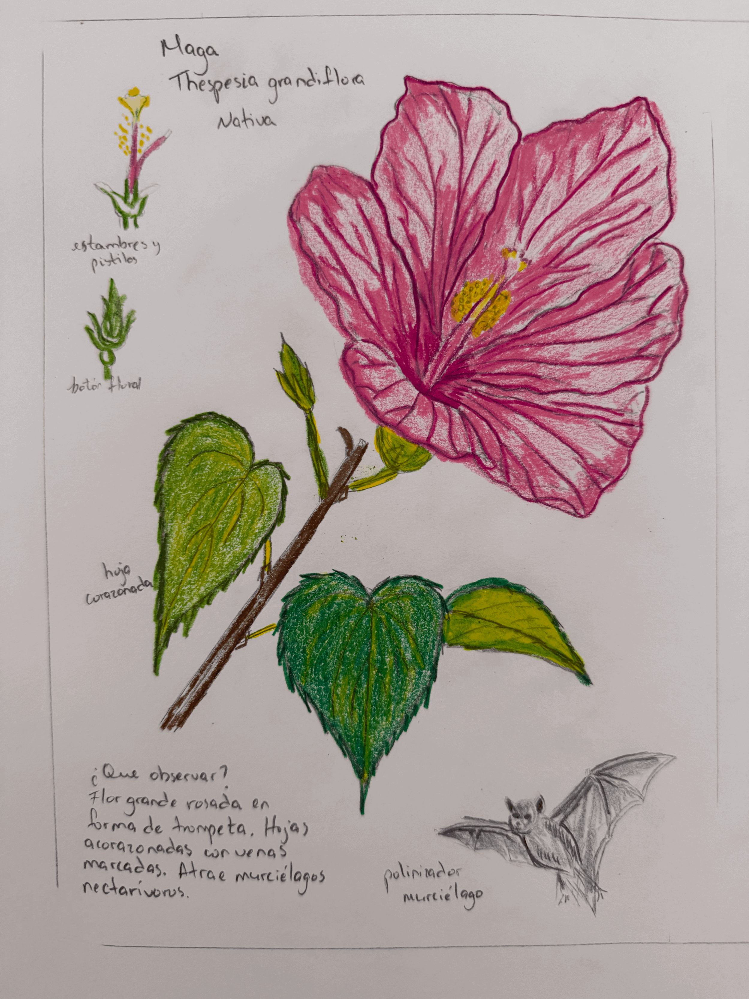 4 flores para observar en Puerto Rico durante septiembre