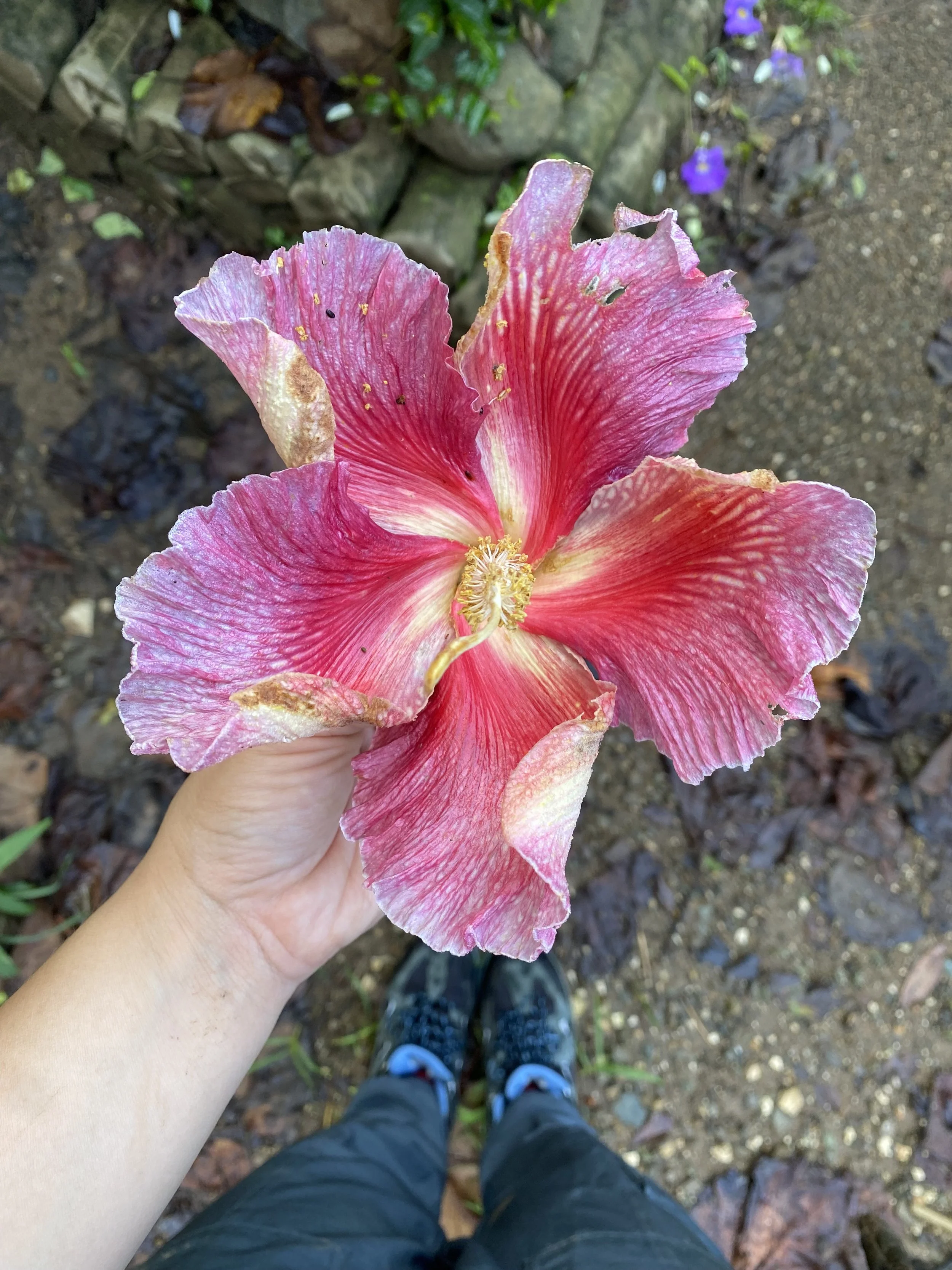 Fotografía de Flor y Cosmos