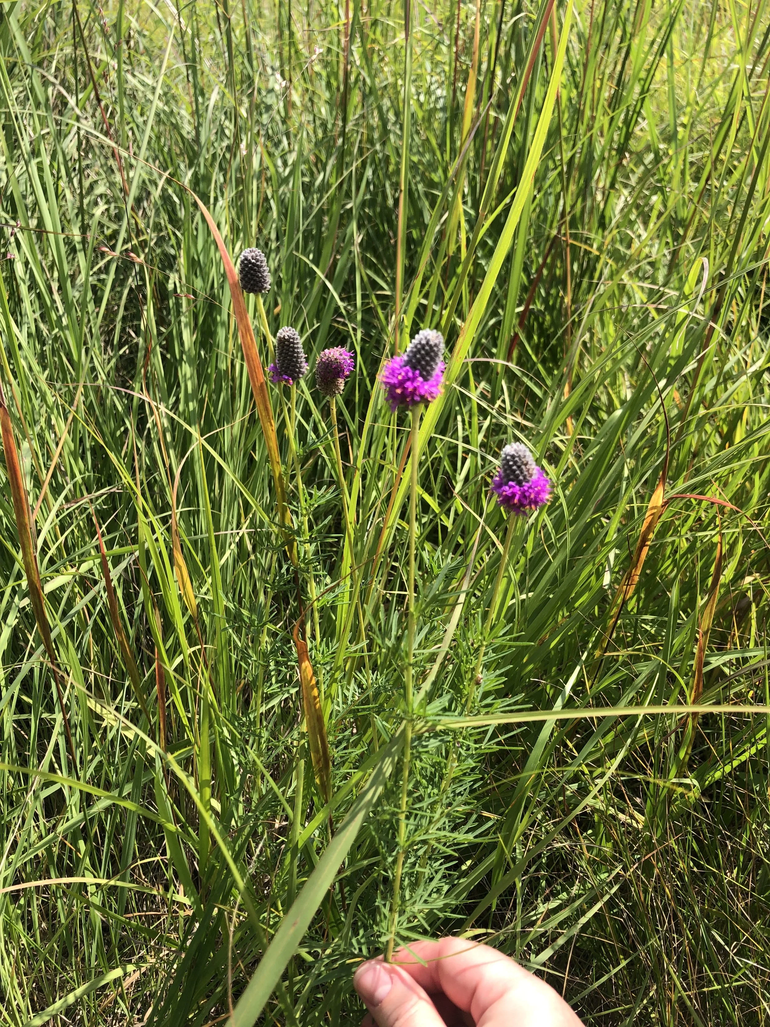 Purple Prairie Clover, Dalea purpurea