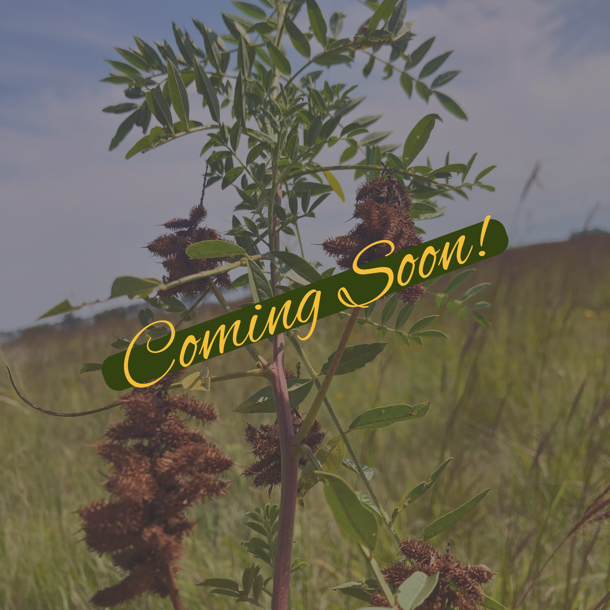 Coming Soon! Wild Licorice