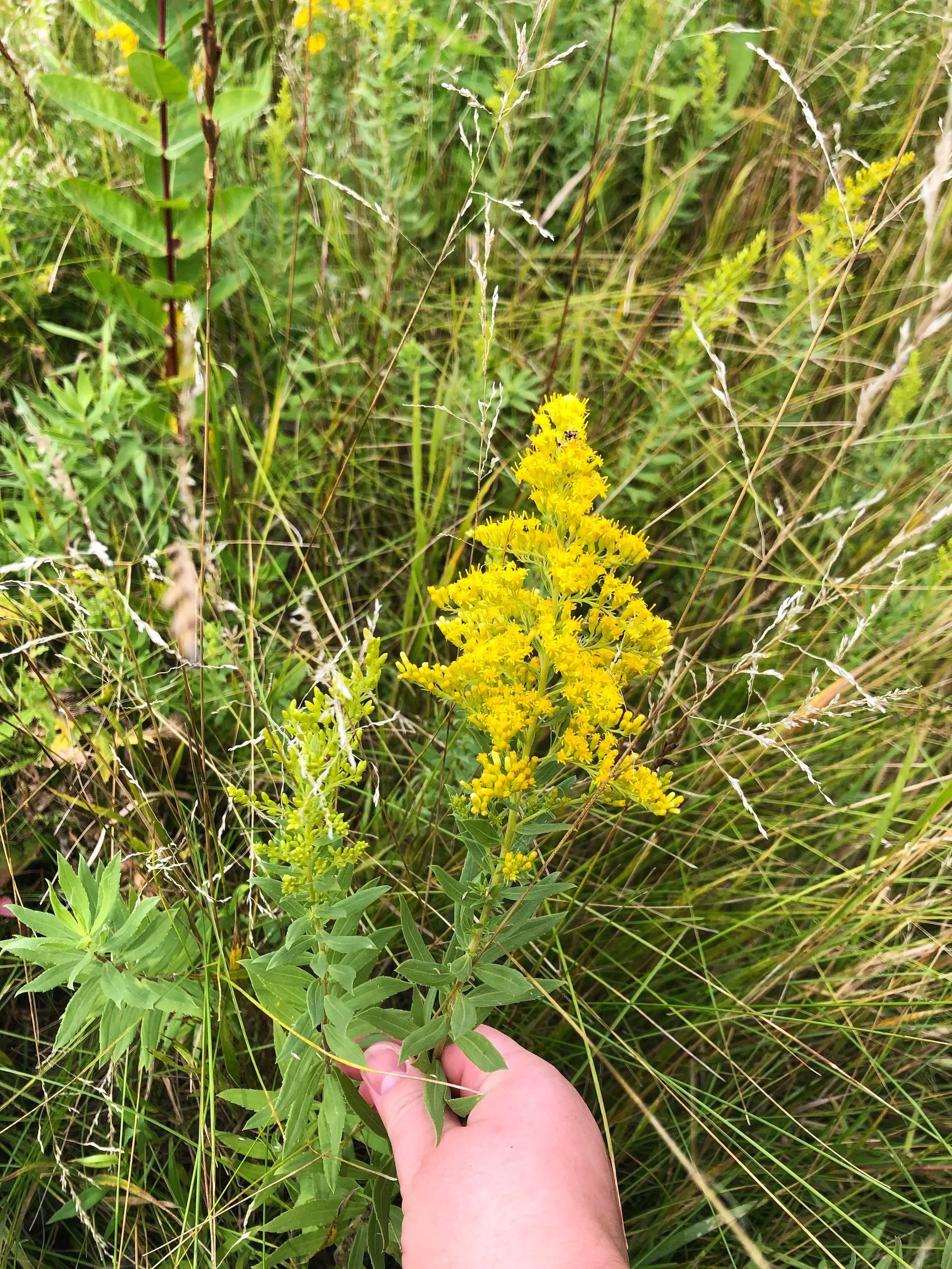 Early Goldenrod, Solidago juncea